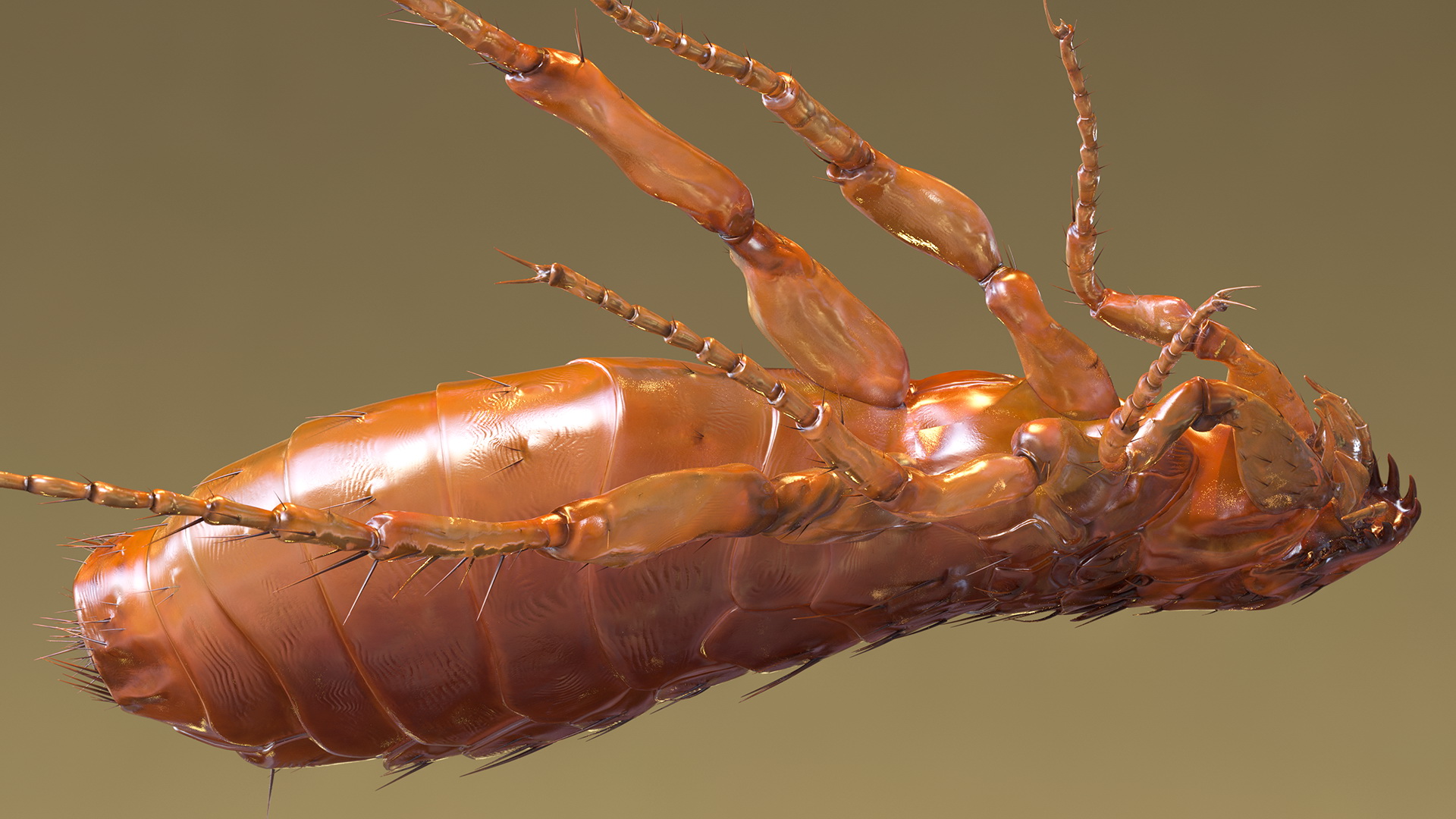 Flea Jumping Pose 3D