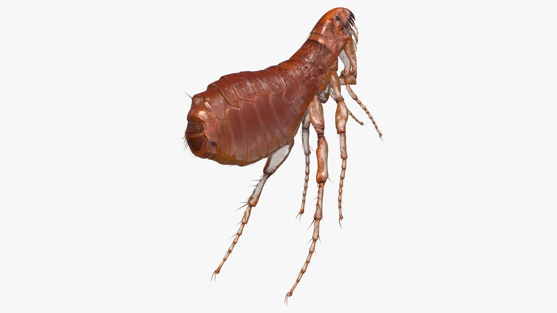 Flea Jumping Pose 3D