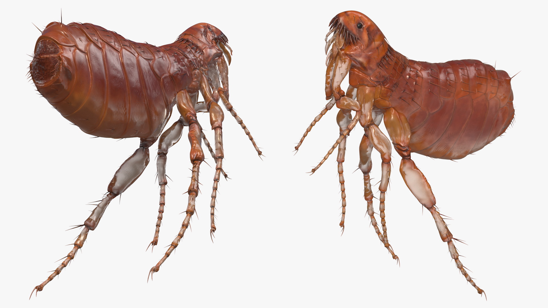 Flea Jumping Pose 3D