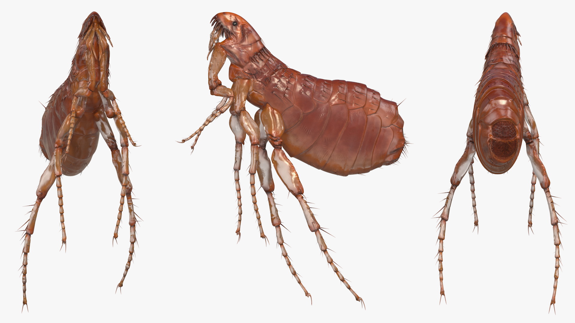 Flea Jumping Pose 3D