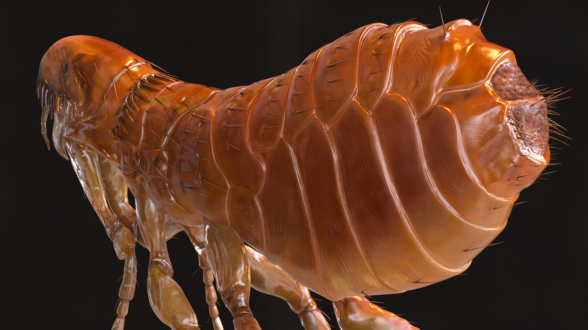 Flea Jumping Pose 3D