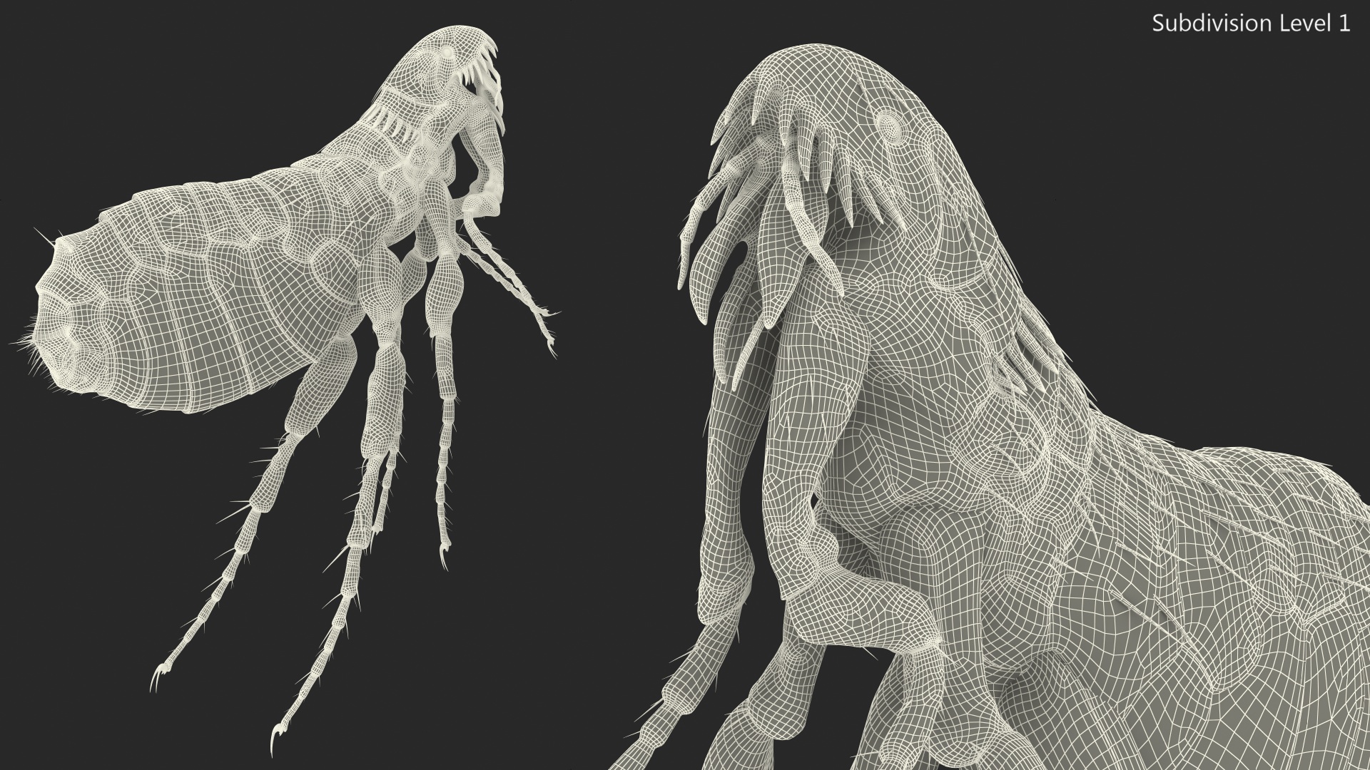 Flea Jumping Pose 3D