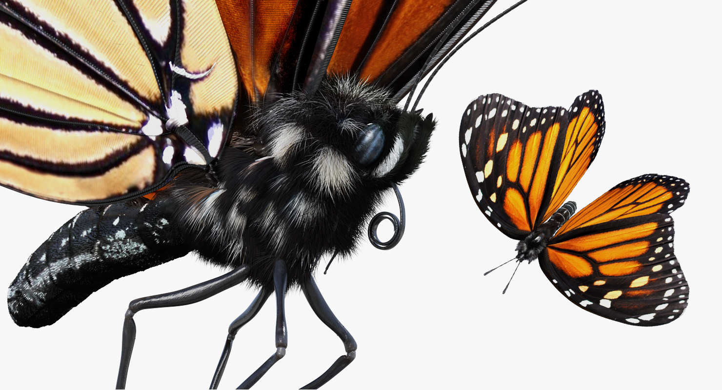 3D Monarch Butterfly Flying Pose with Fur model