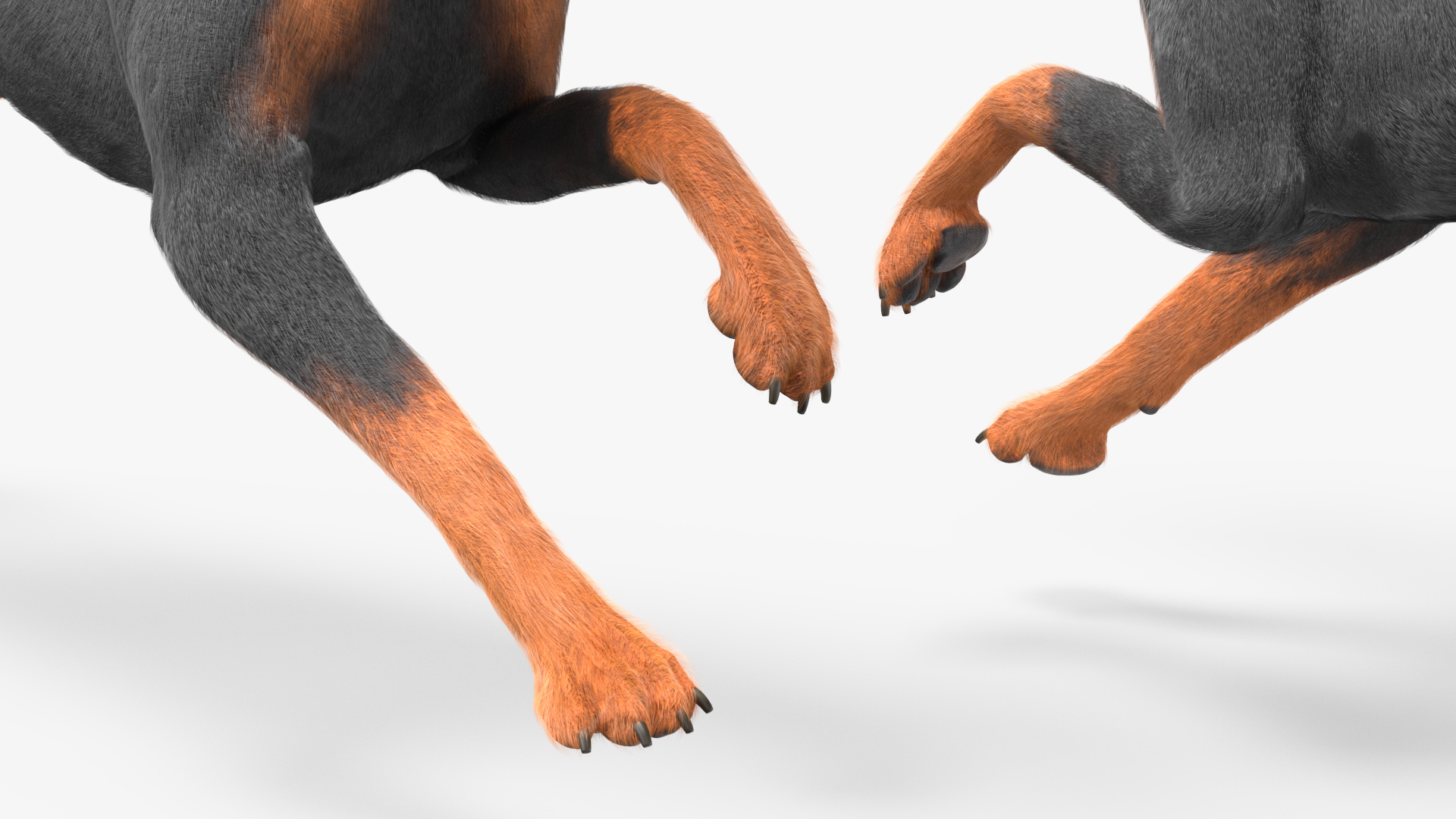 3D Doberman Pinscher Dog Running Fur model