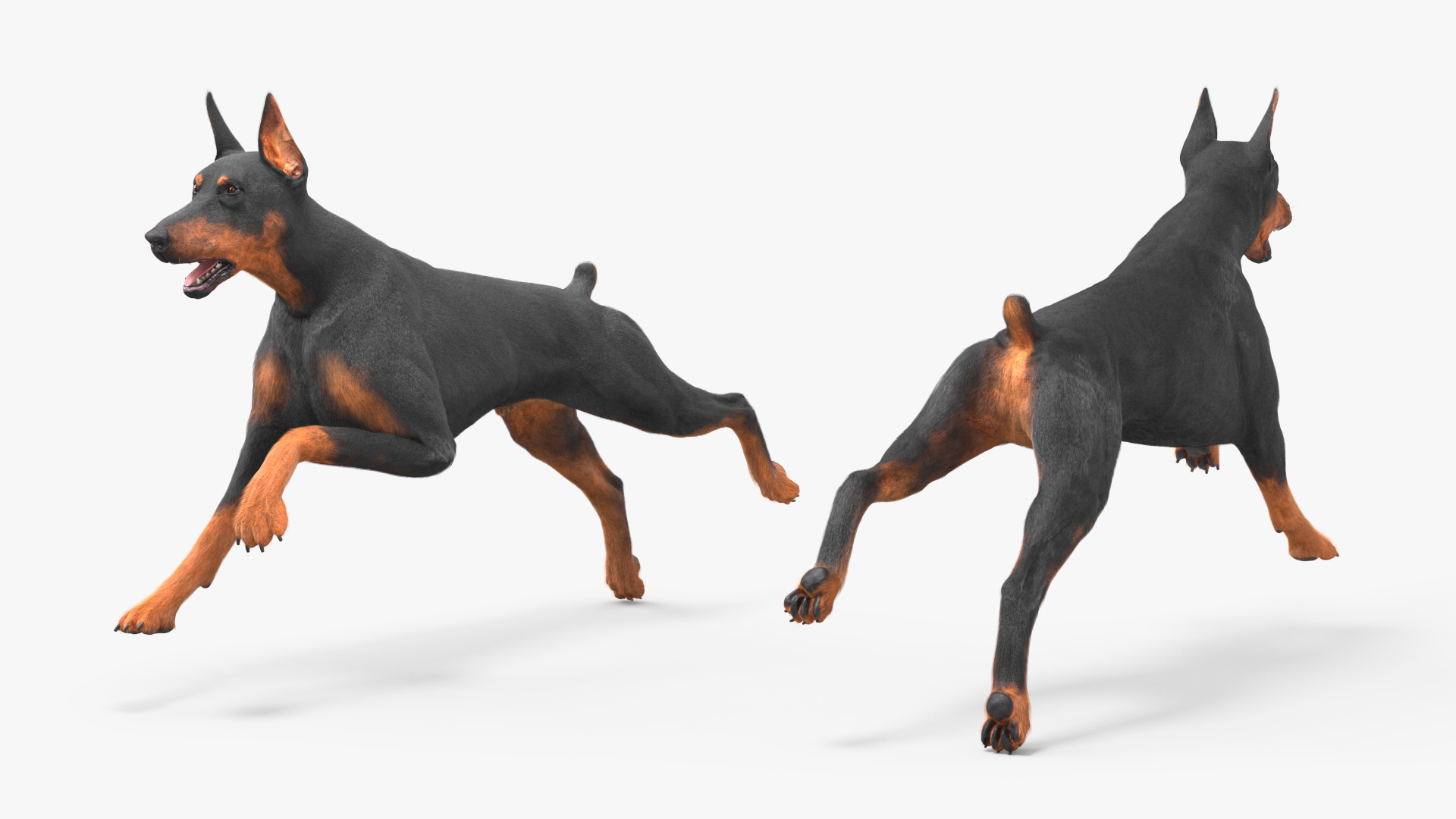 3D Doberman Pinscher Dog Running Fur model