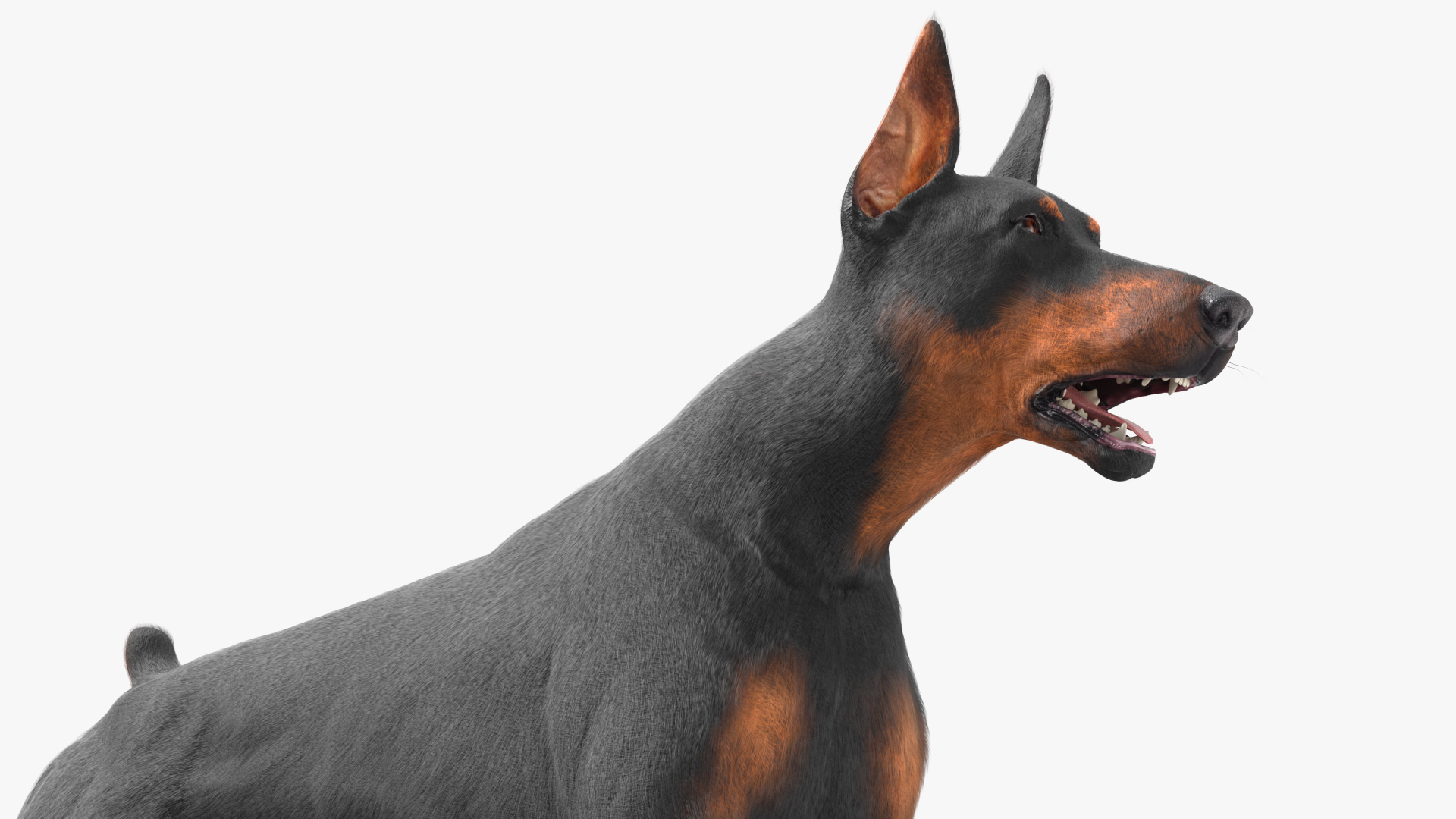 3D Doberman Pinscher Dog Running Fur model
