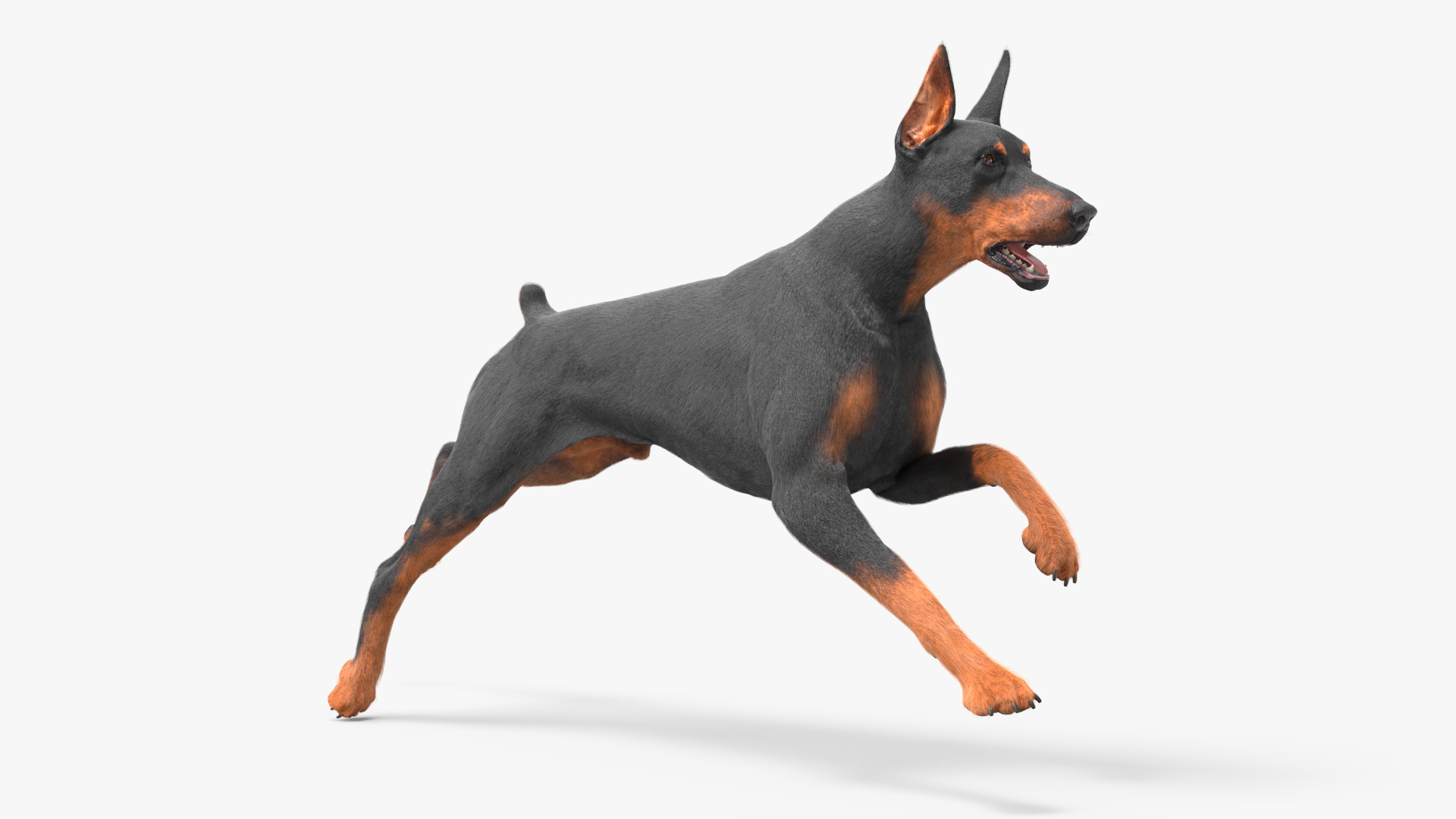 3D Doberman Pinscher Dog Running Fur model