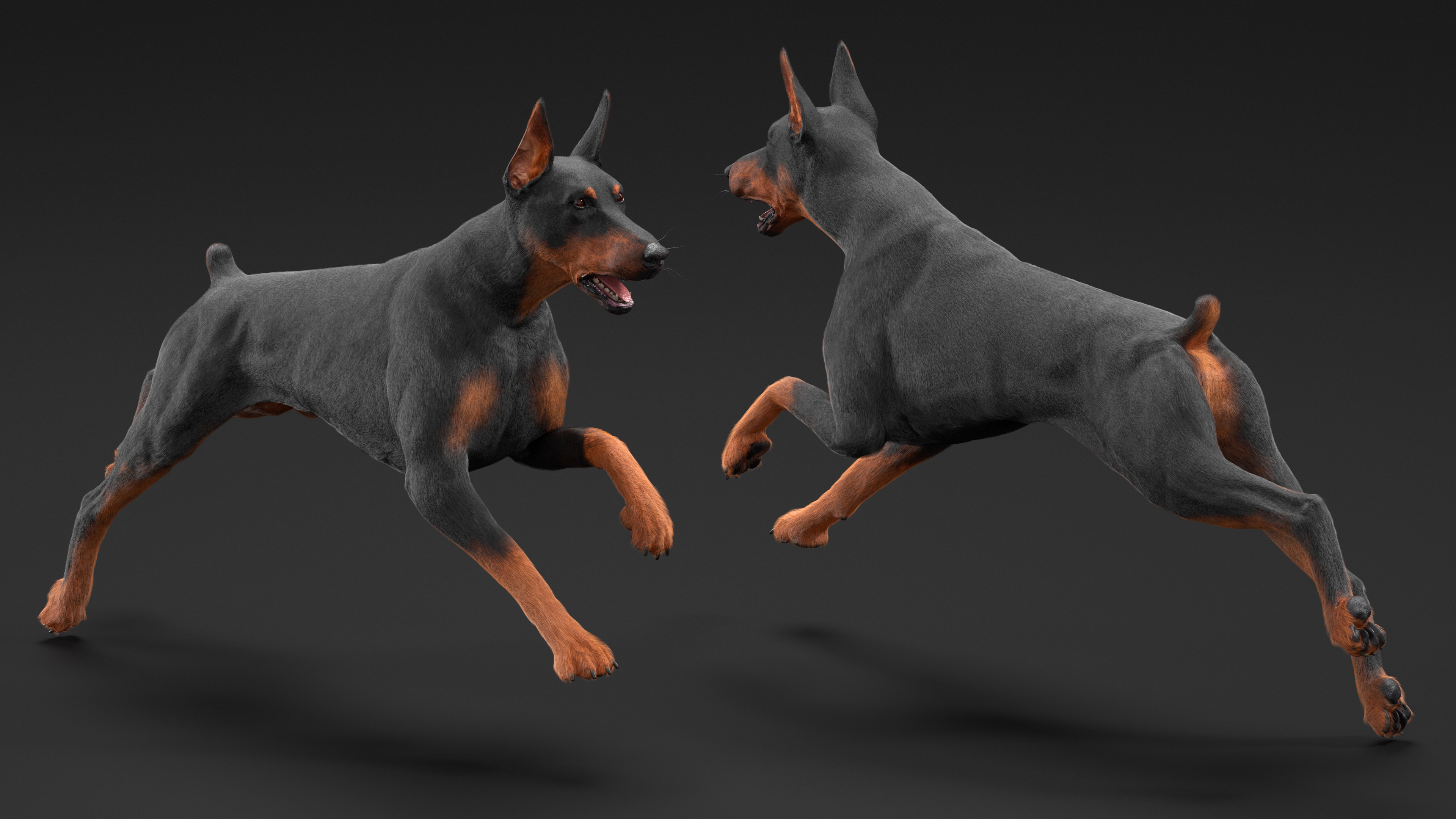3D Doberman Pinscher Dog Running Fur model