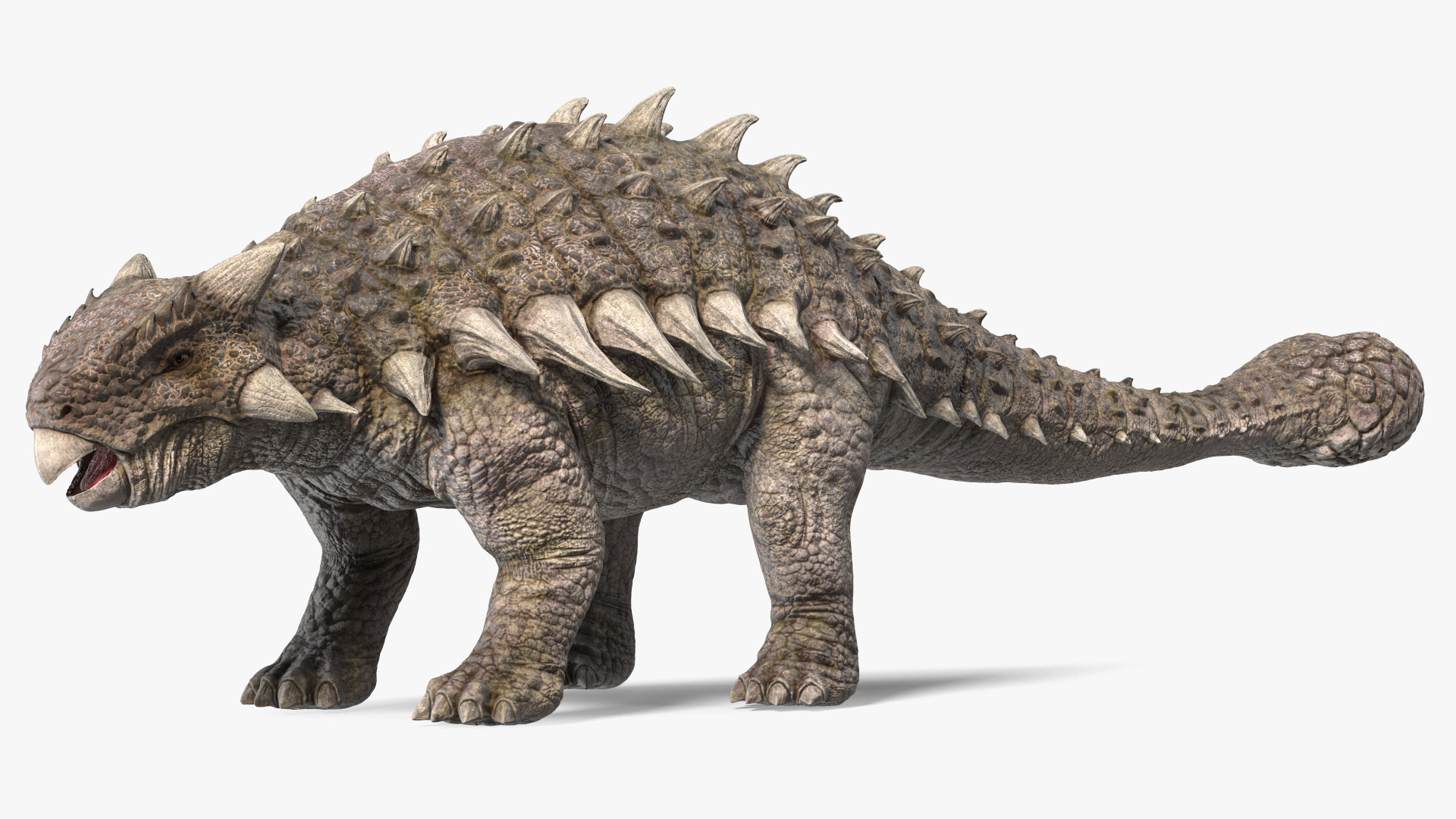 Ankylosaurus from Desert Habitats Rigged for Maya 3D model