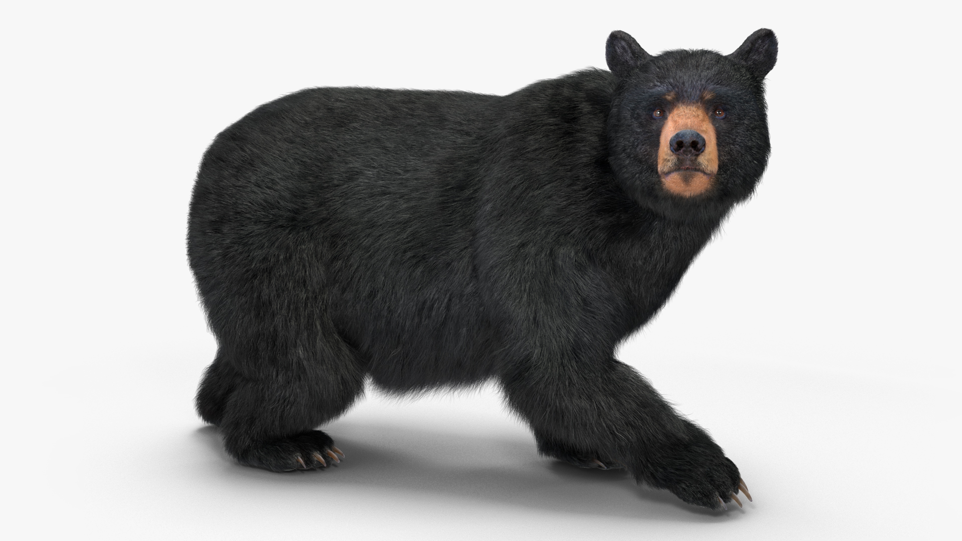 3D model Black Bear in Walking Pose Fur