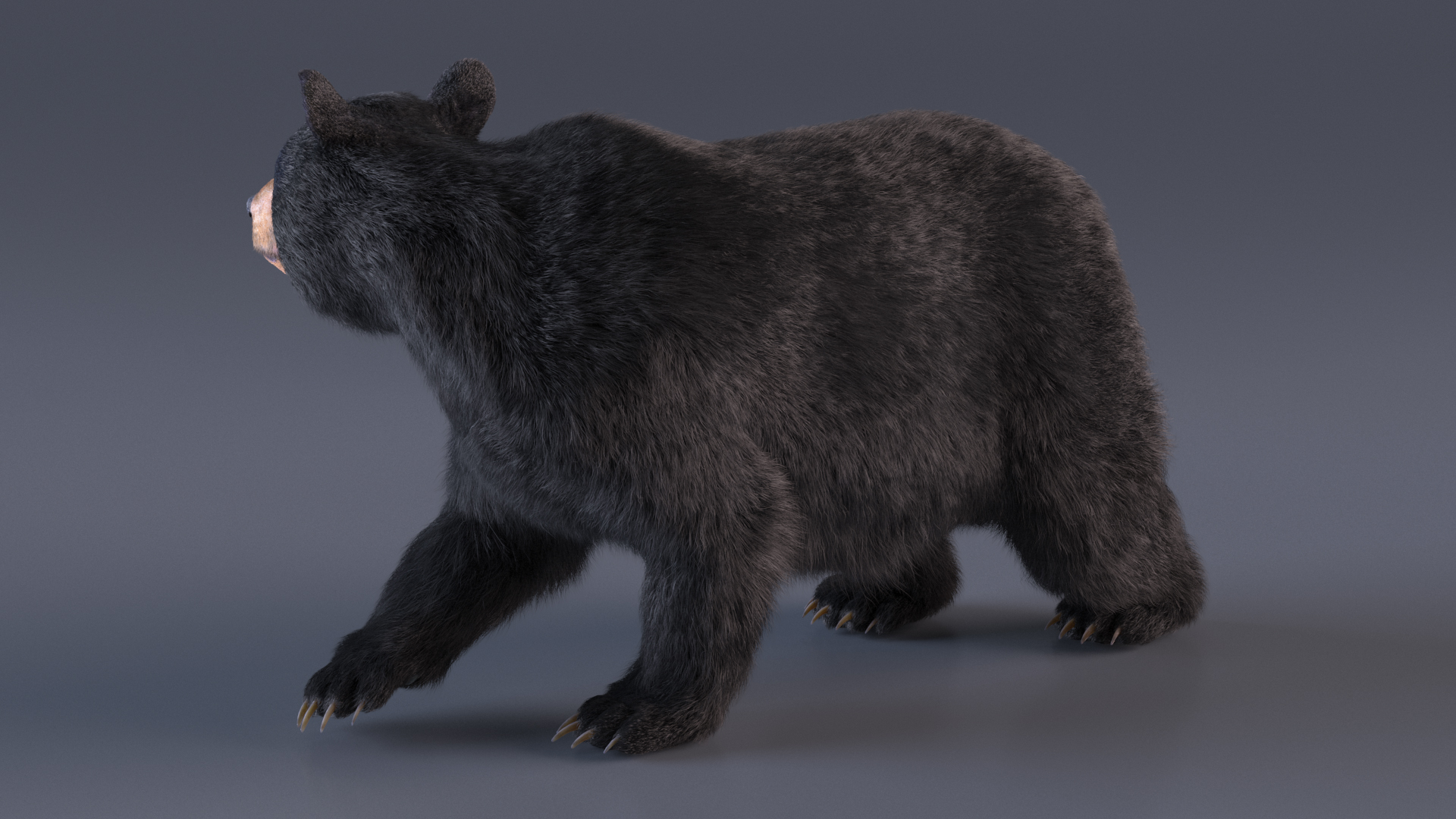 3D model Black Bear in Walking Pose Fur