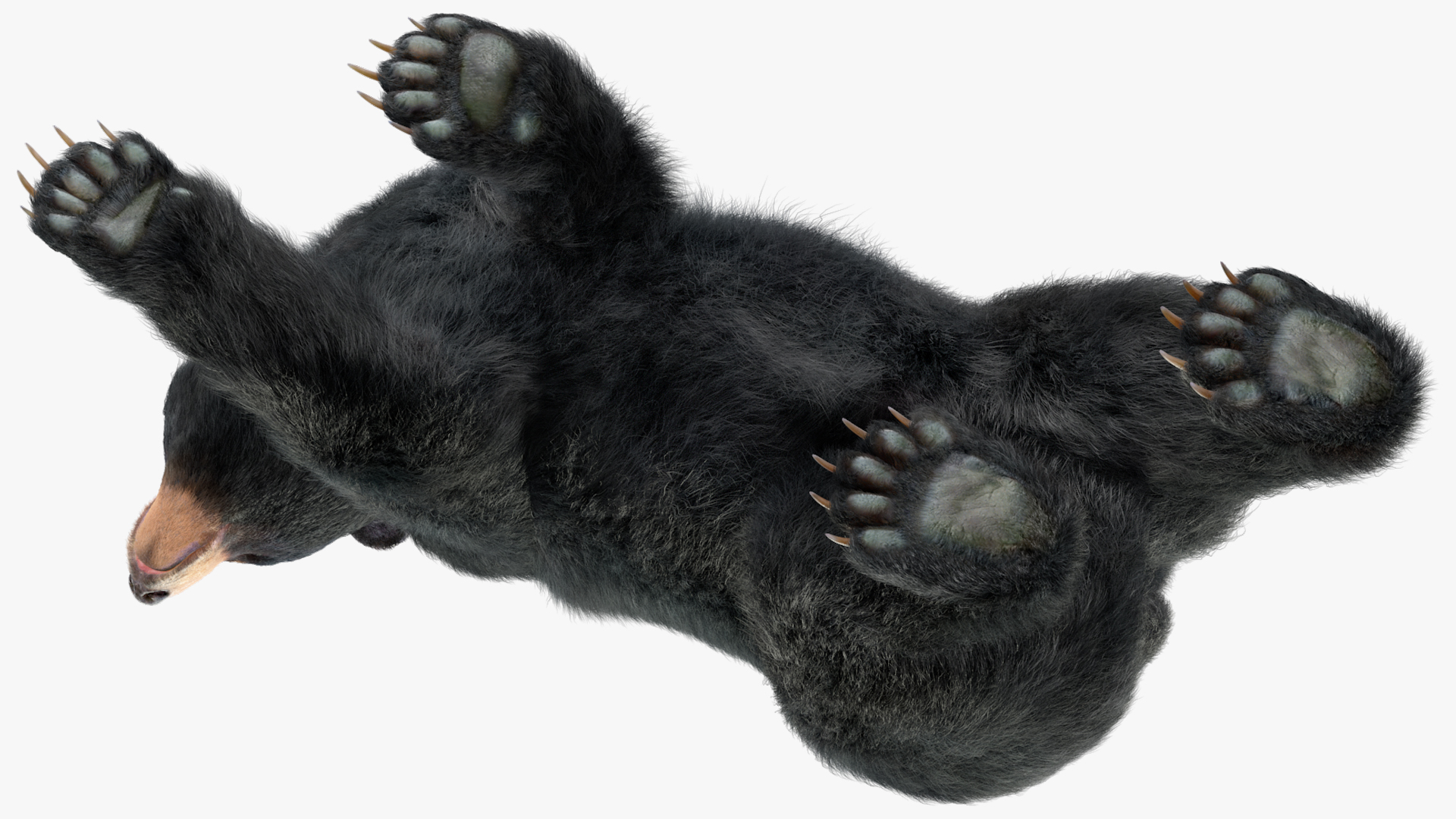 3D model Black Bear in Walking Pose Fur