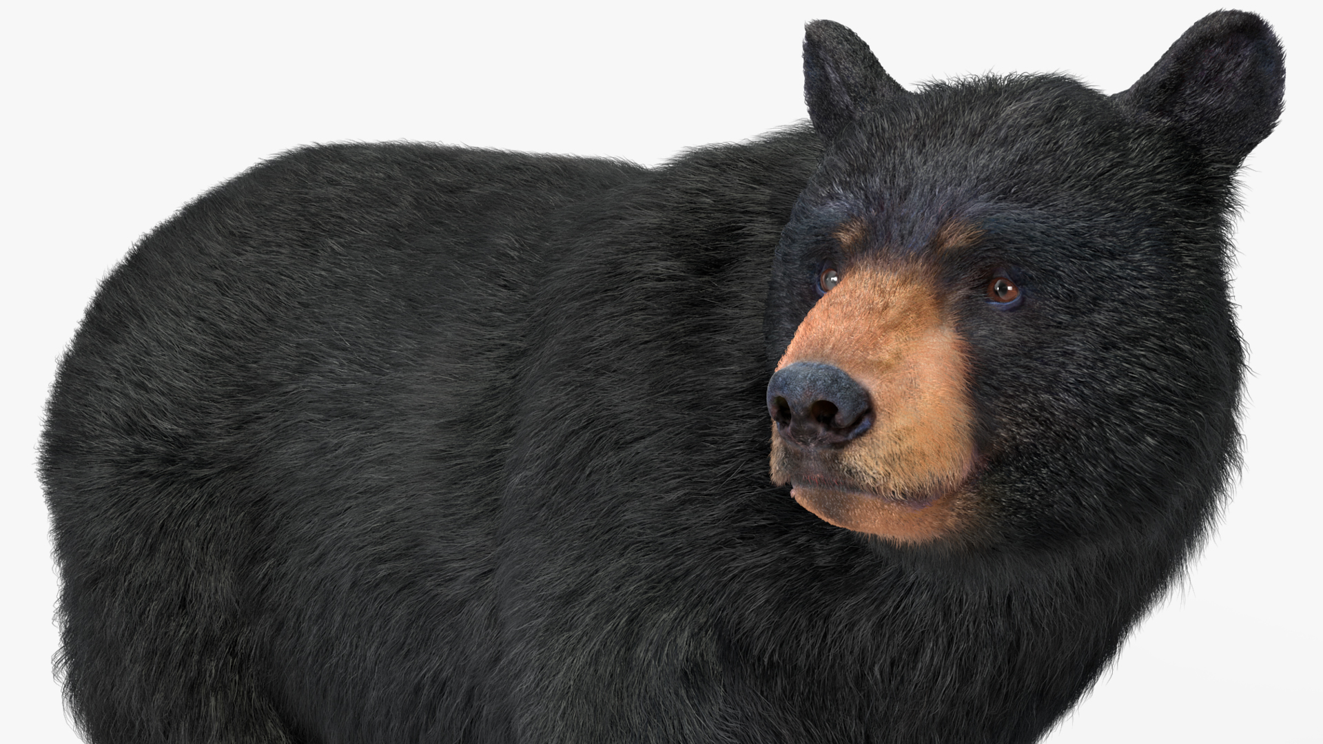3D model Black Bear in Walking Pose Fur