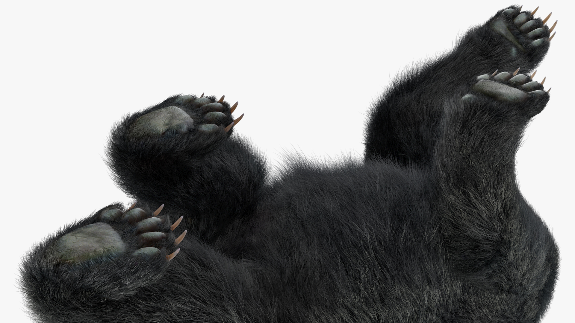 3D model Black Bear in Walking Pose Fur
