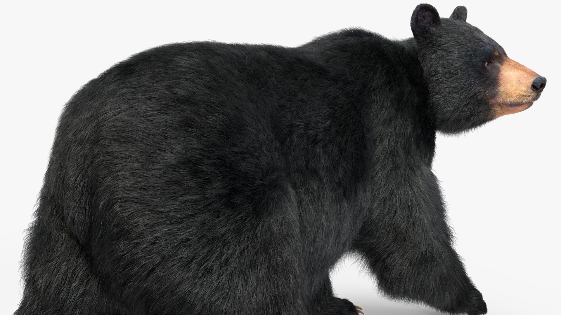 3D model Black Bear in Walking Pose Fur