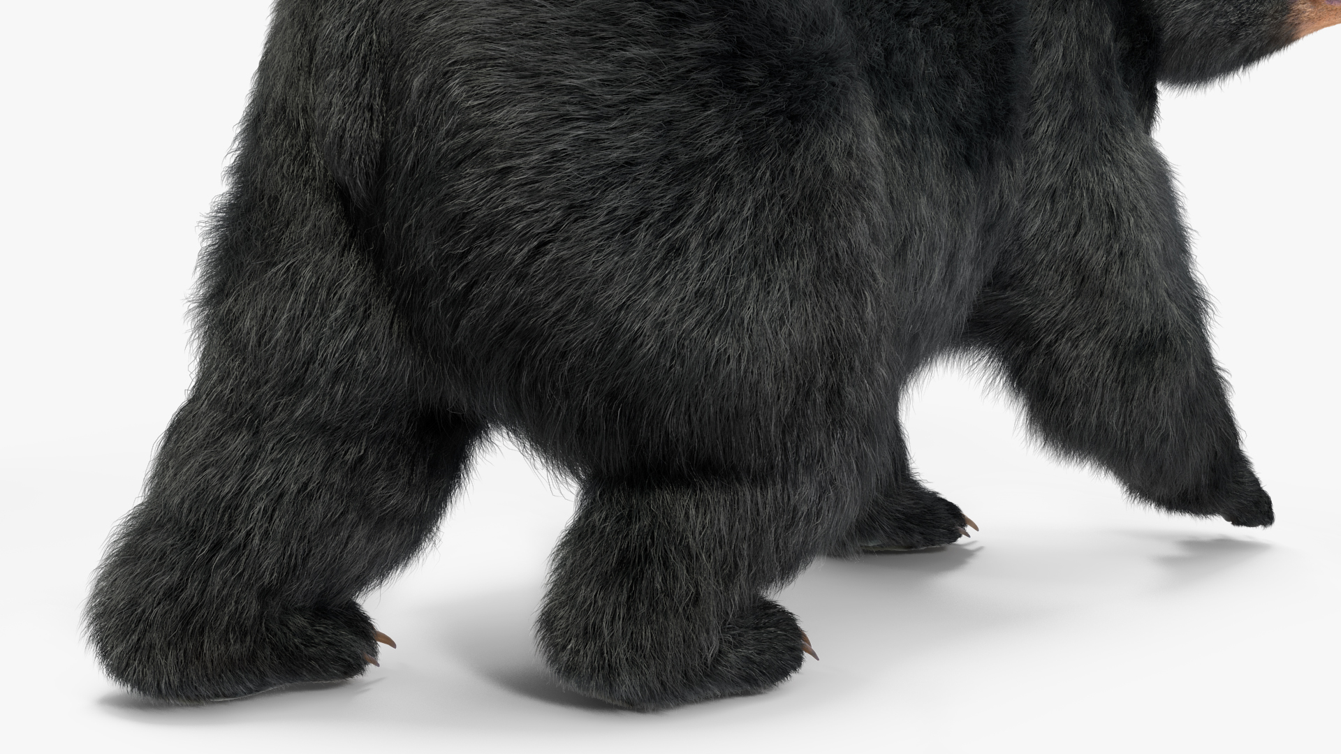3D model Black Bear in Walking Pose Fur