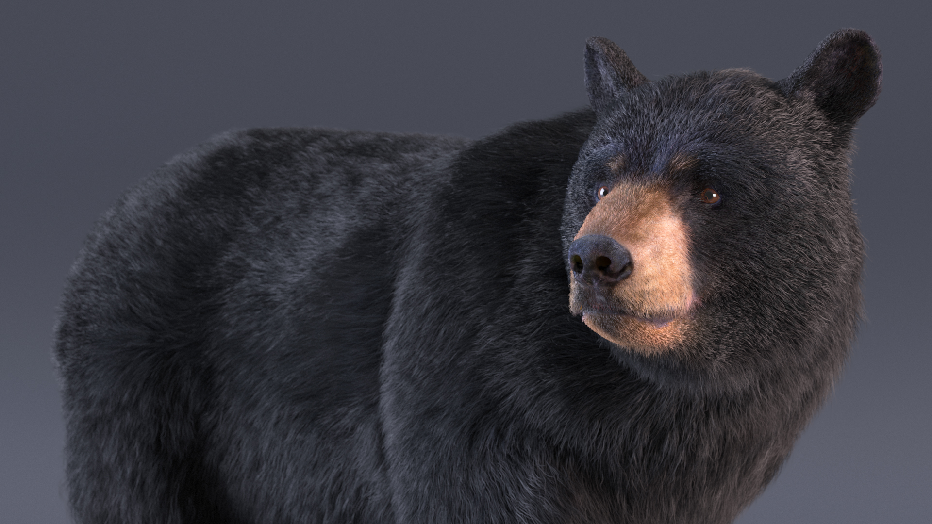 3D model Black Bear in Walking Pose Fur
