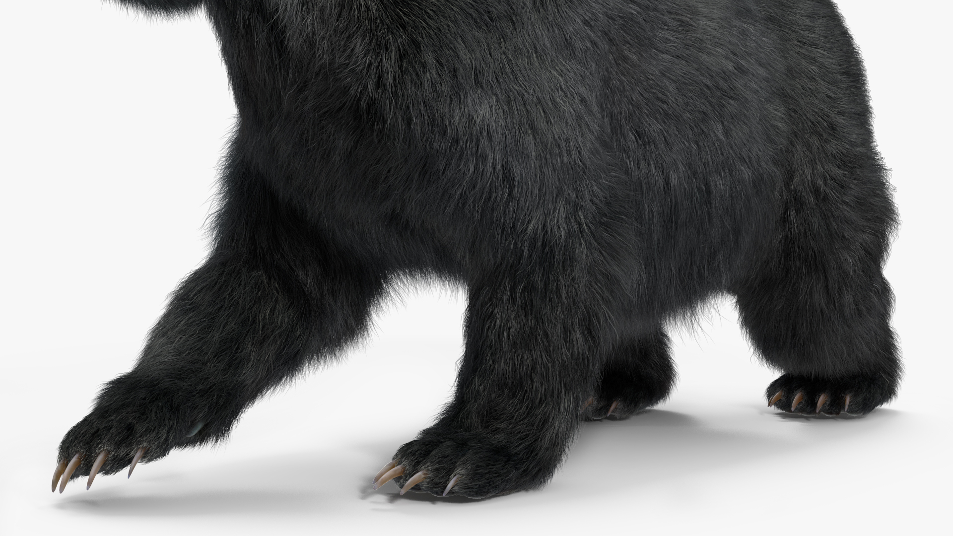 3D model Black Bear in Walking Pose Fur