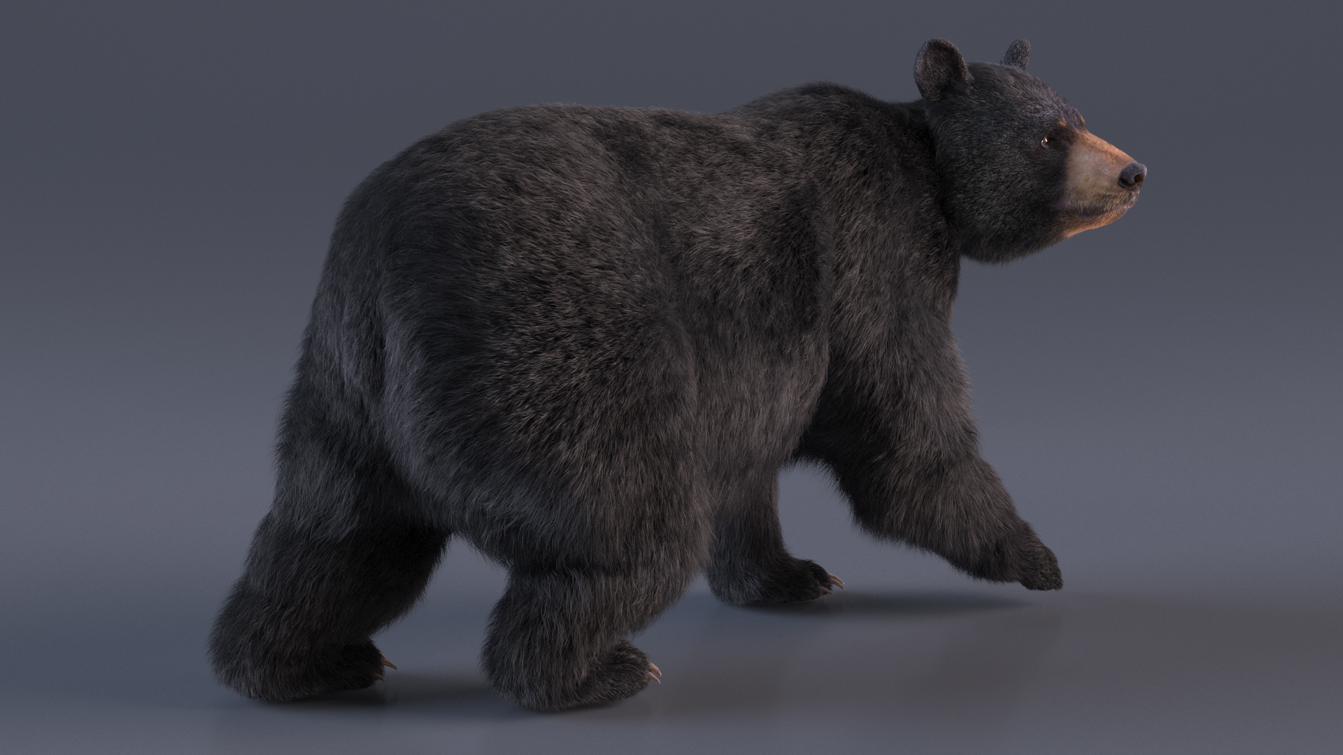 3D model Black Bear in Walking Pose Fur