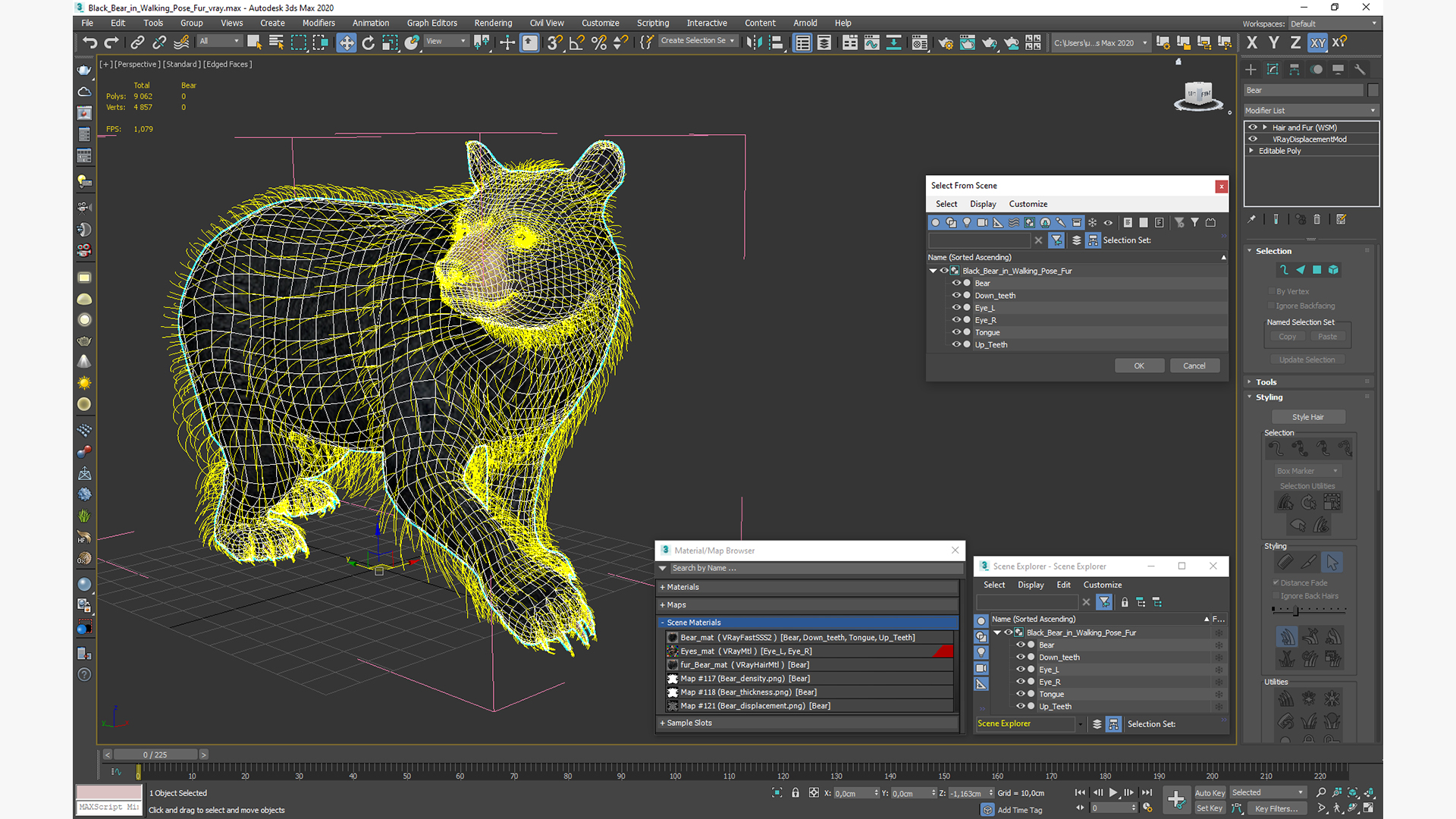 3D model Black Bear in Walking Pose Fur