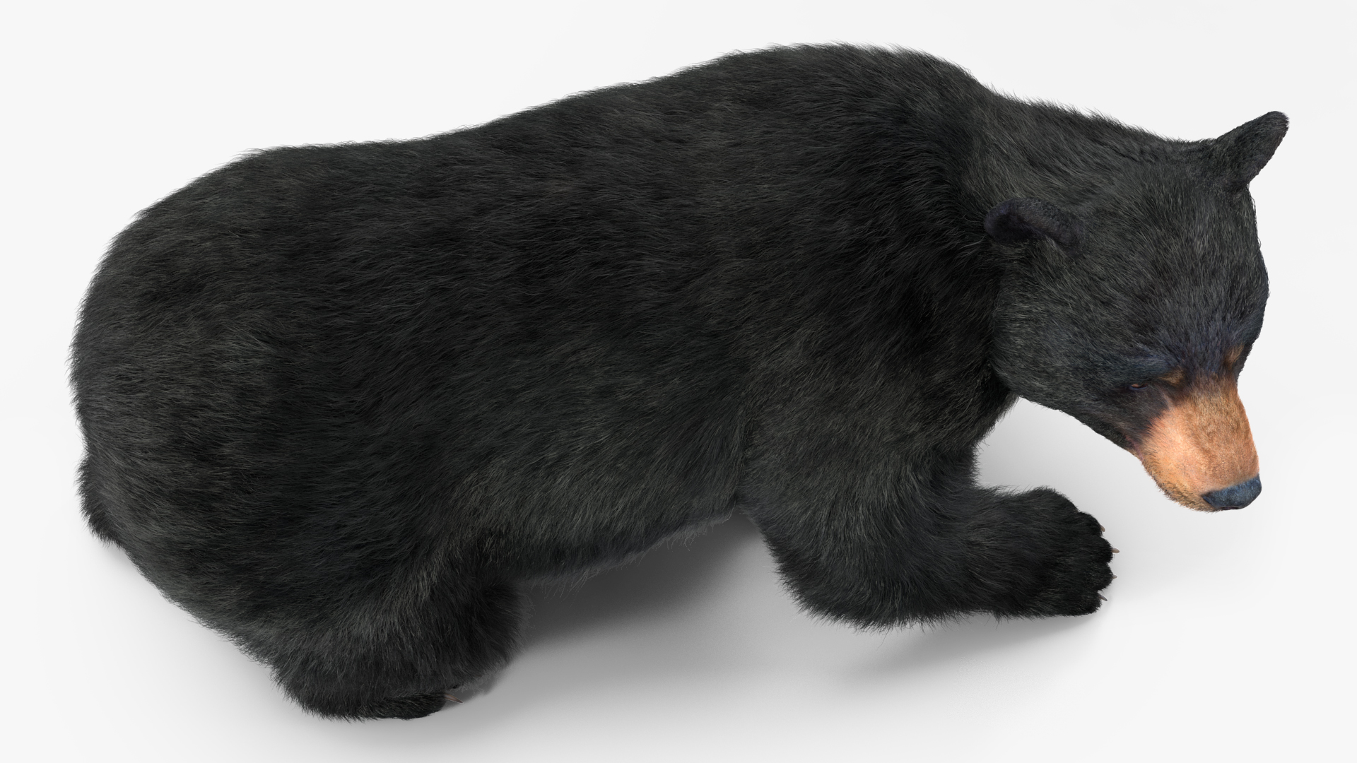 3D model Black Bear in Walking Pose Fur