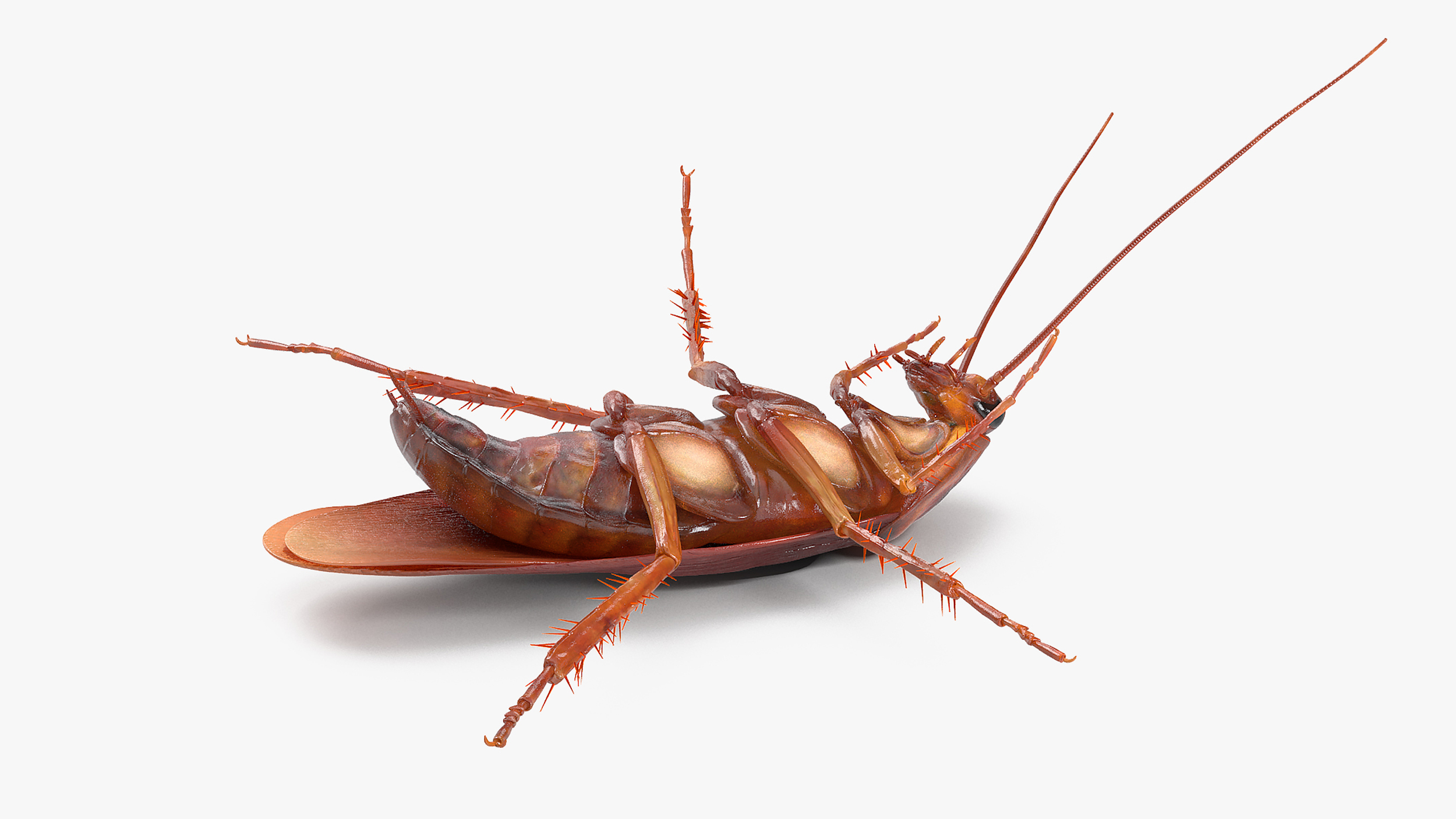 3D Animated Cockroach Upside Down Rigged for Maya