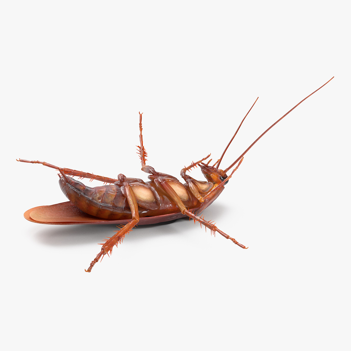 3D Animated Cockroach Upside Down Rigged for Maya