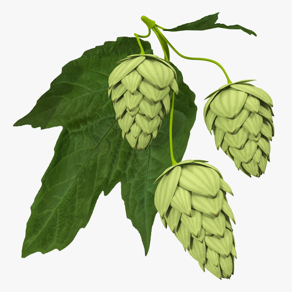 Fresh Branch of Hops
