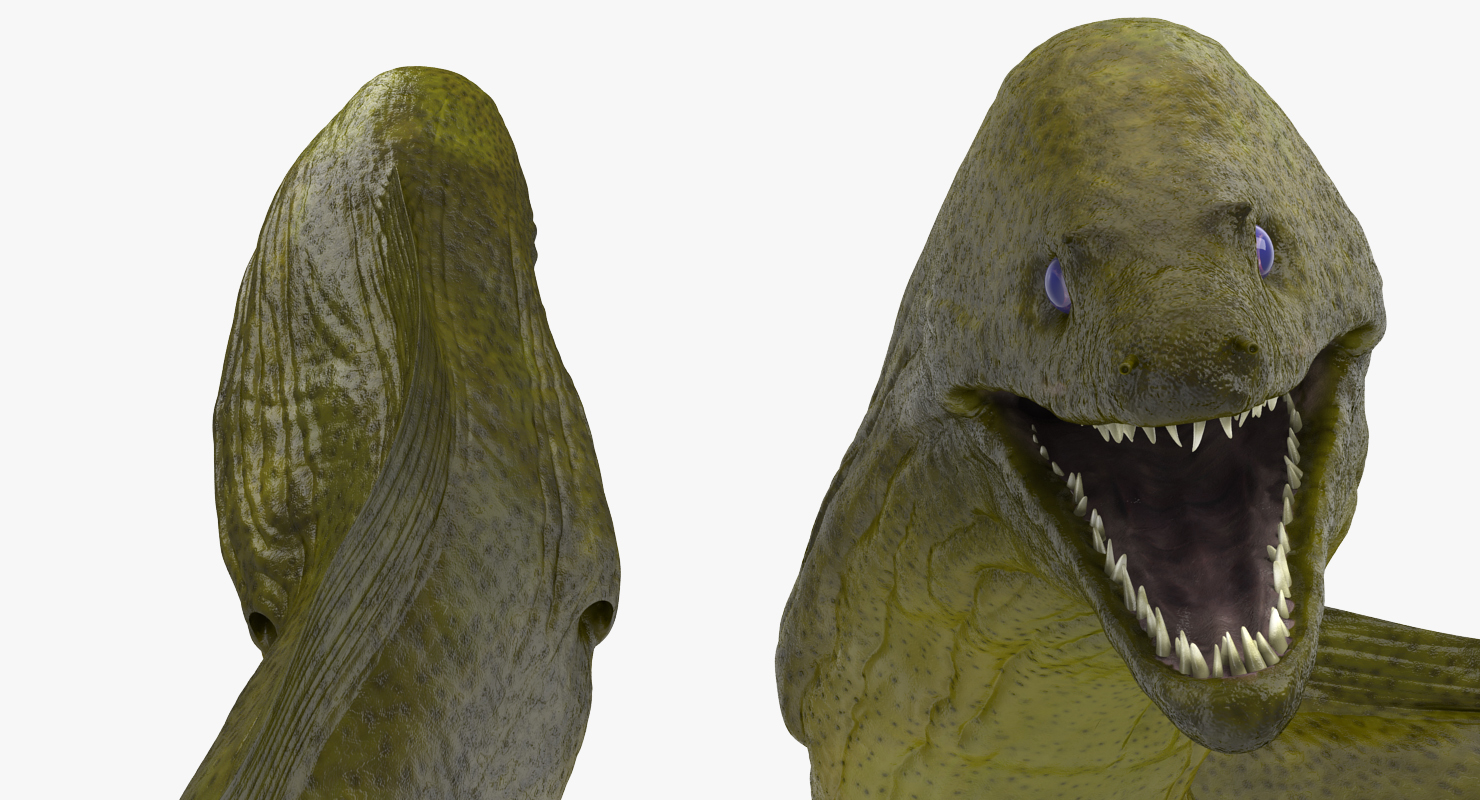 3D Murena Pose 3 model