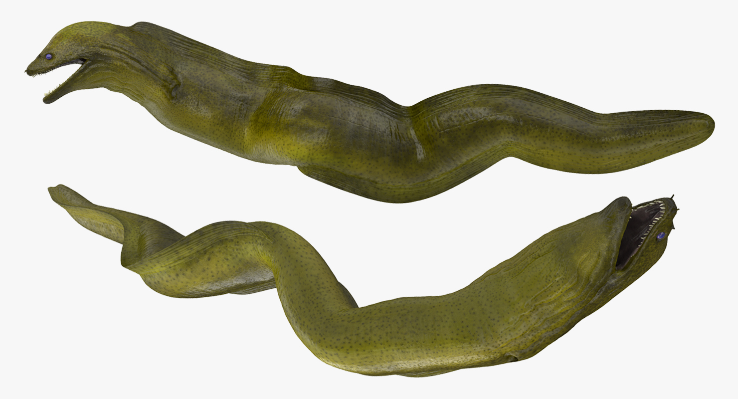 3D Murena Pose 3 model