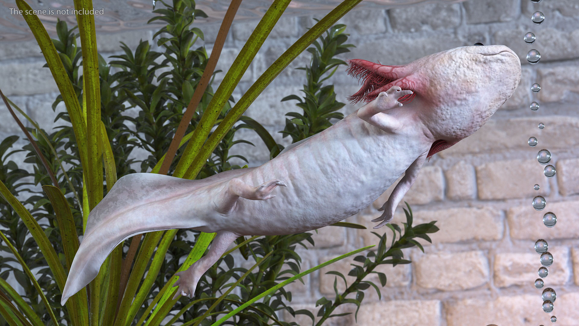 3D Axolotl Albino Rigged