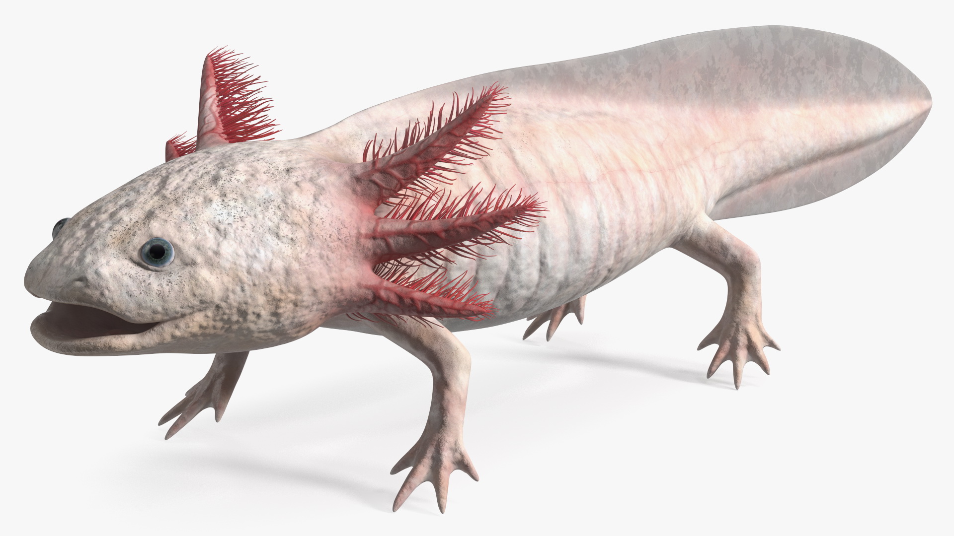 3D Axolotl Albino Rigged