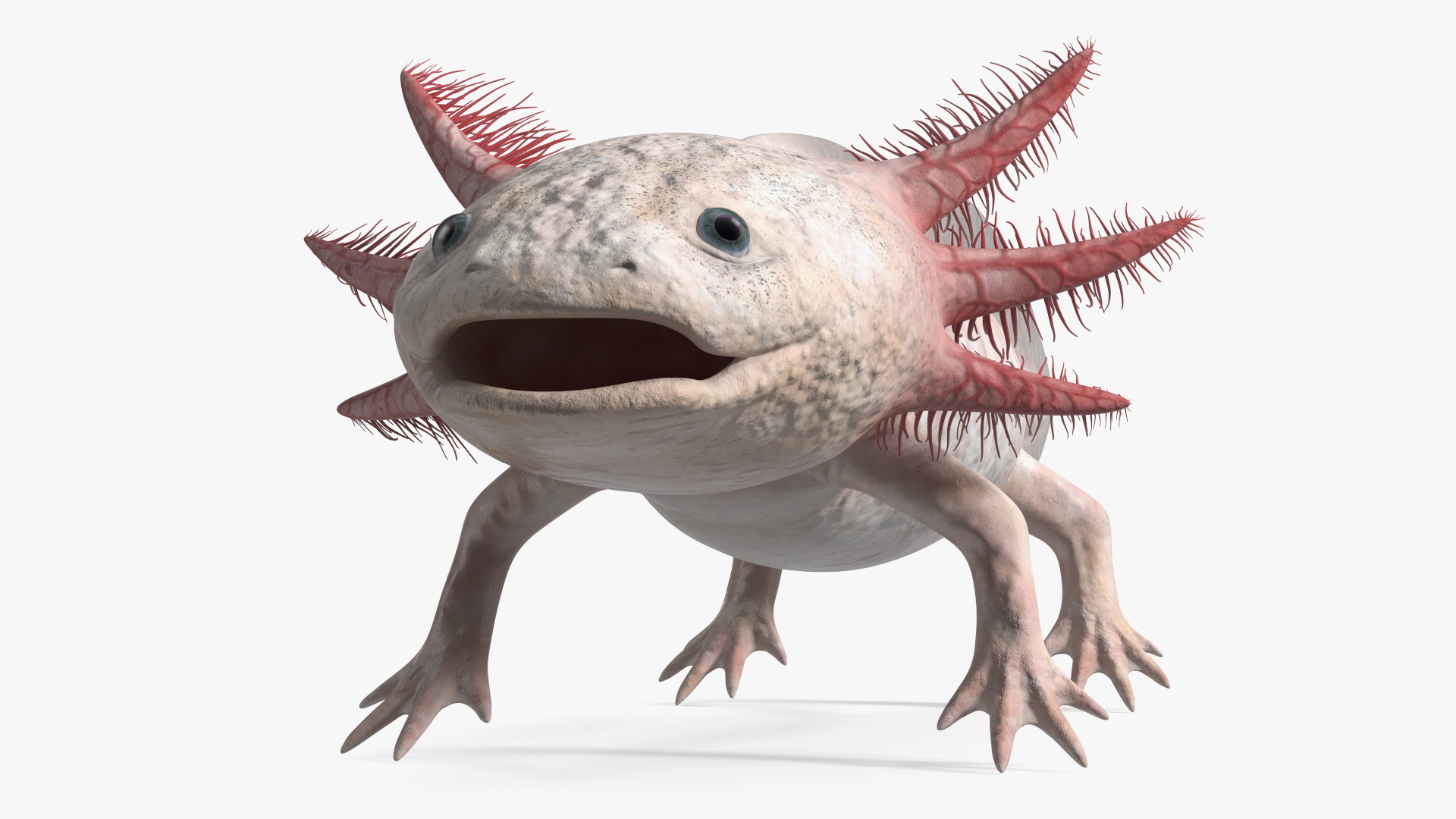 3D Axolotl Albino Rigged