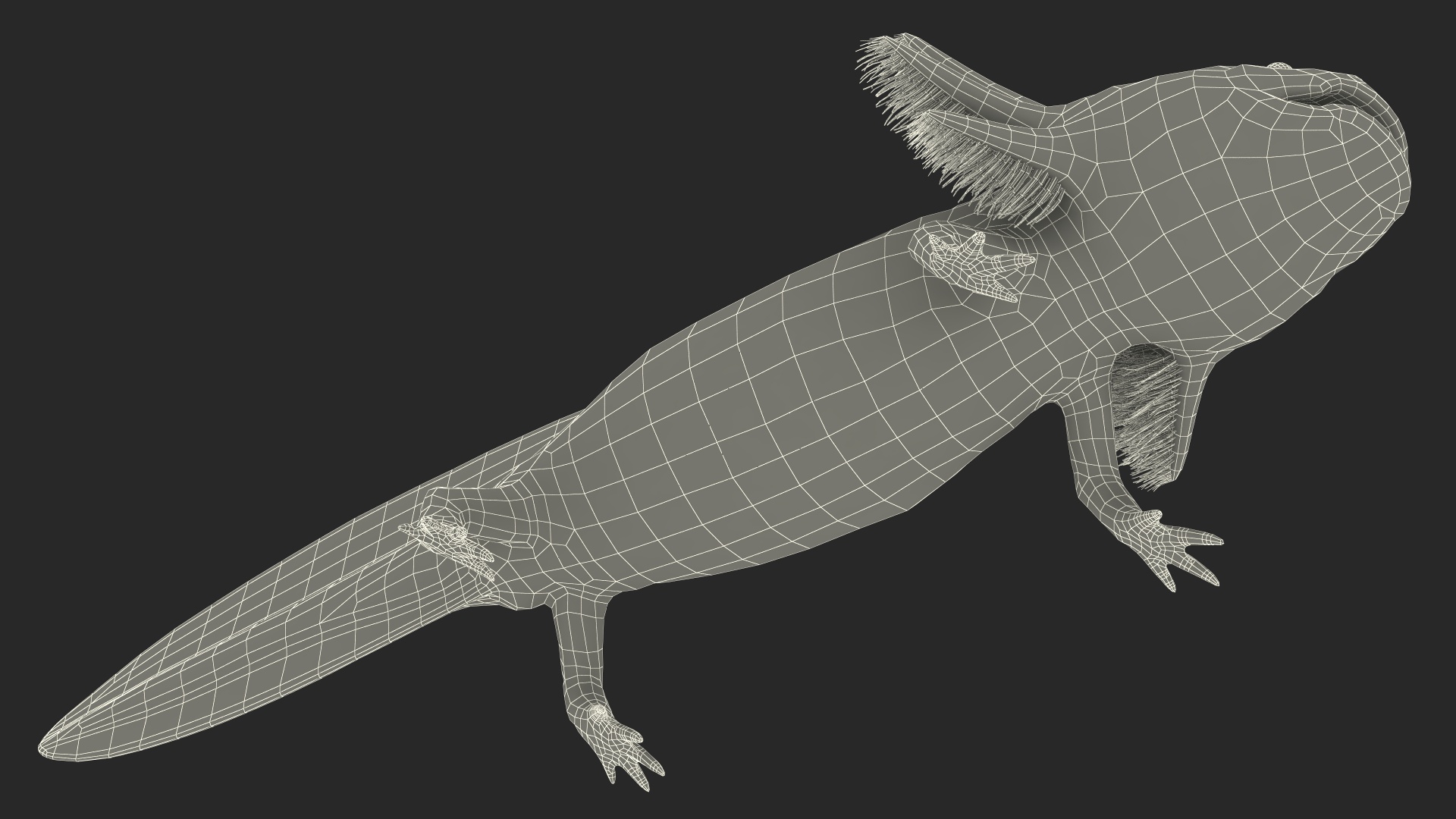 3D Axolotl Albino Rigged