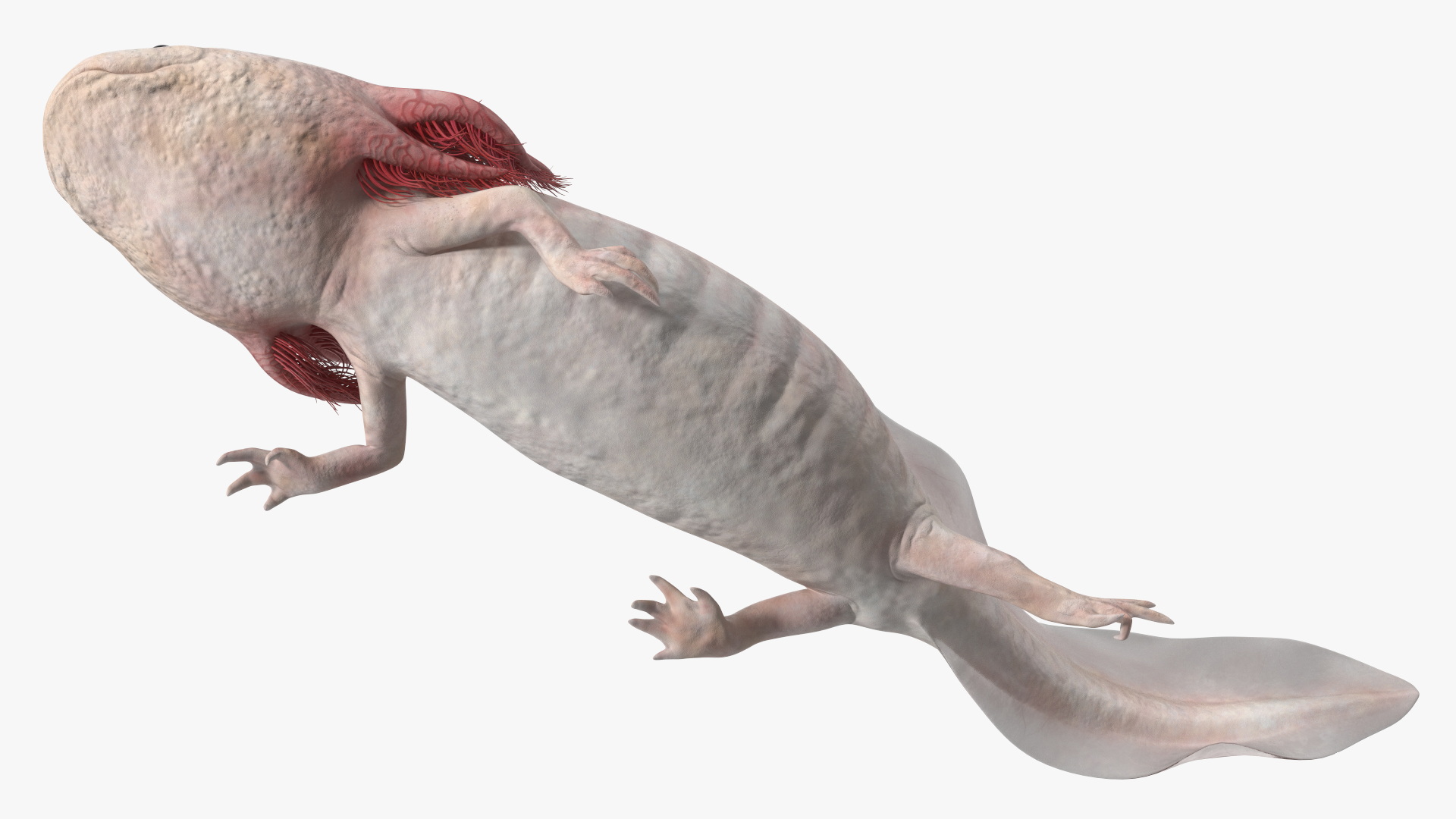 3D Axolotl Albino Rigged