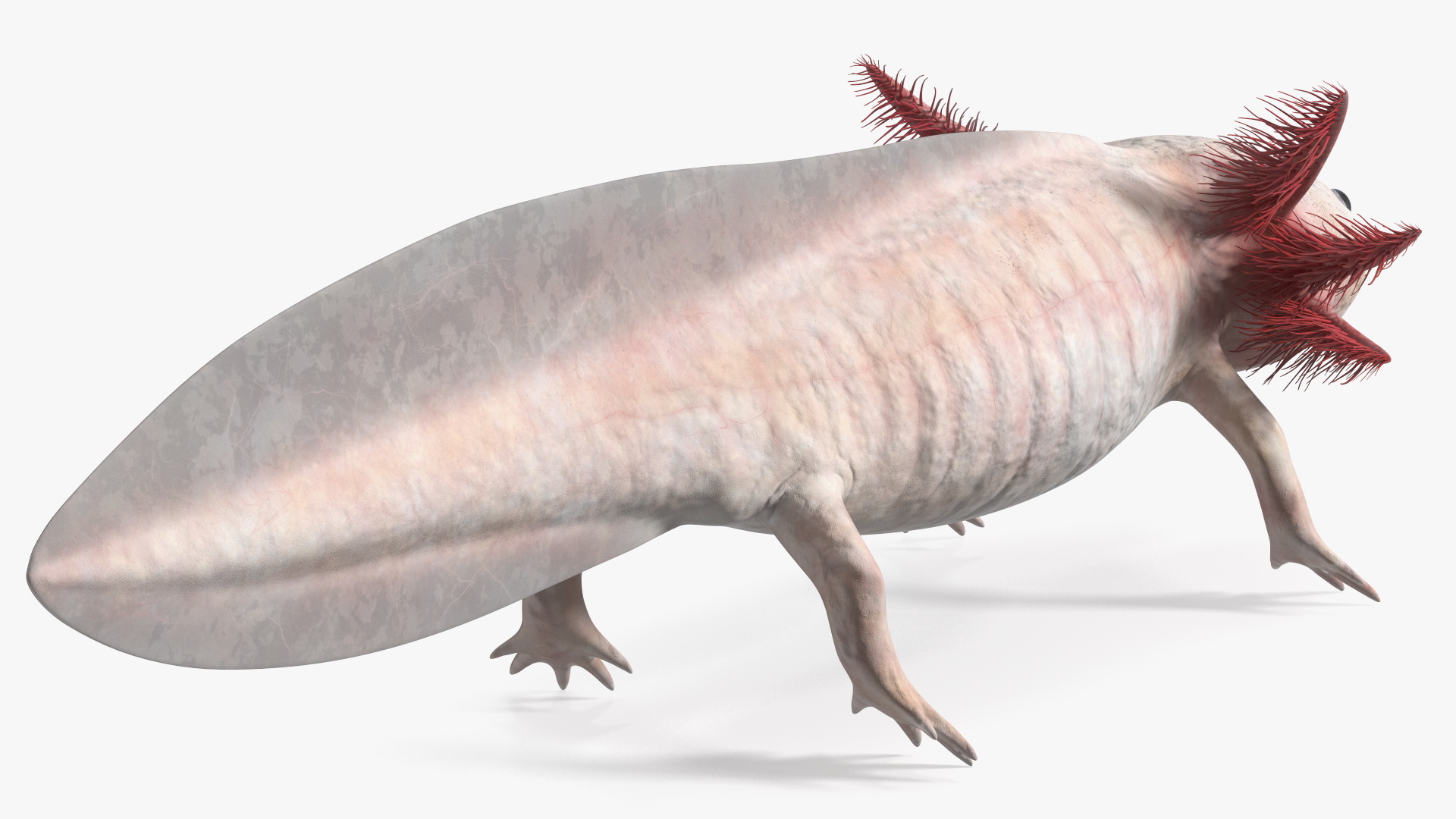 3D Axolotl Albino Rigged