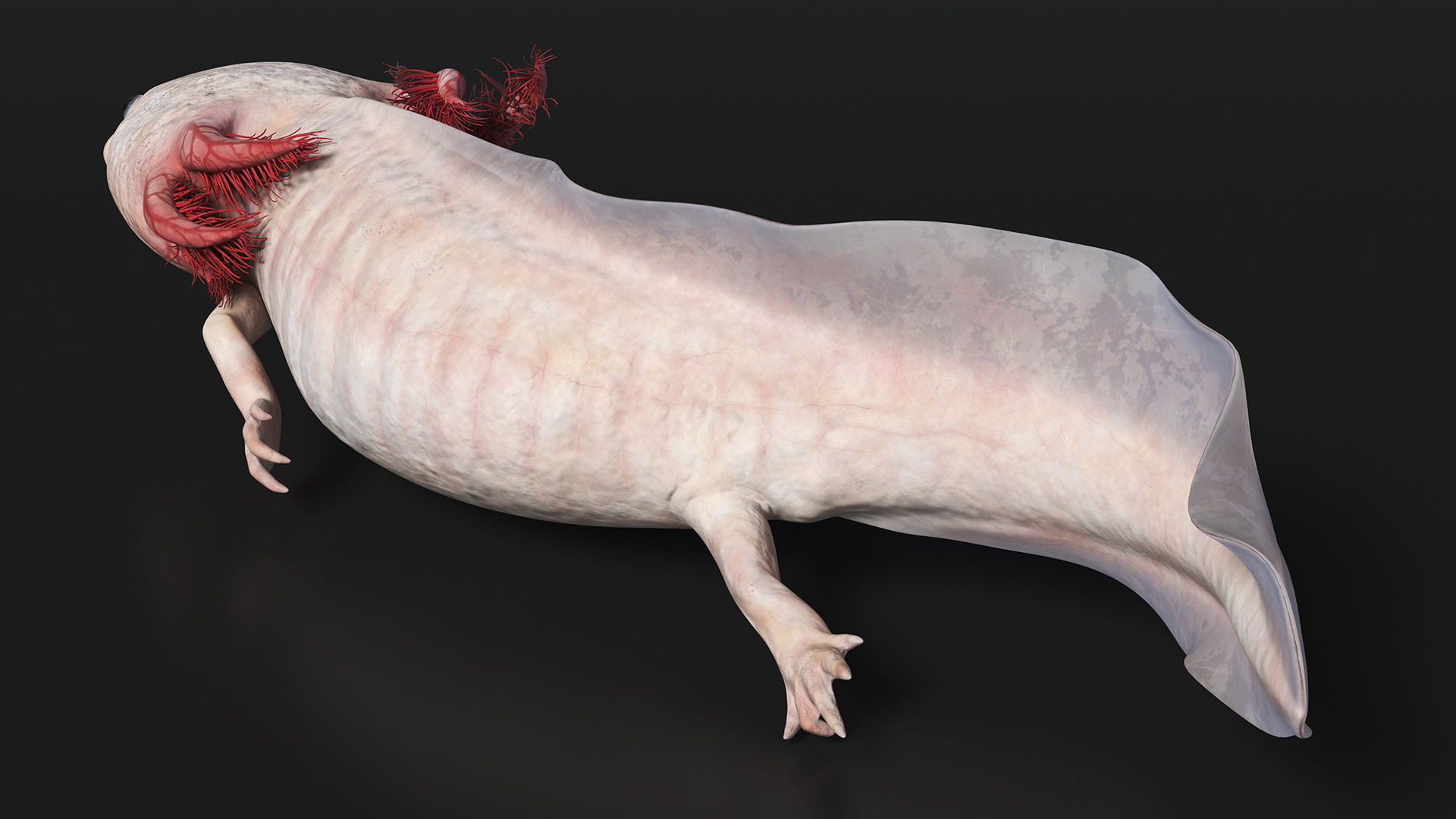 3D Axolotl Albino Rigged