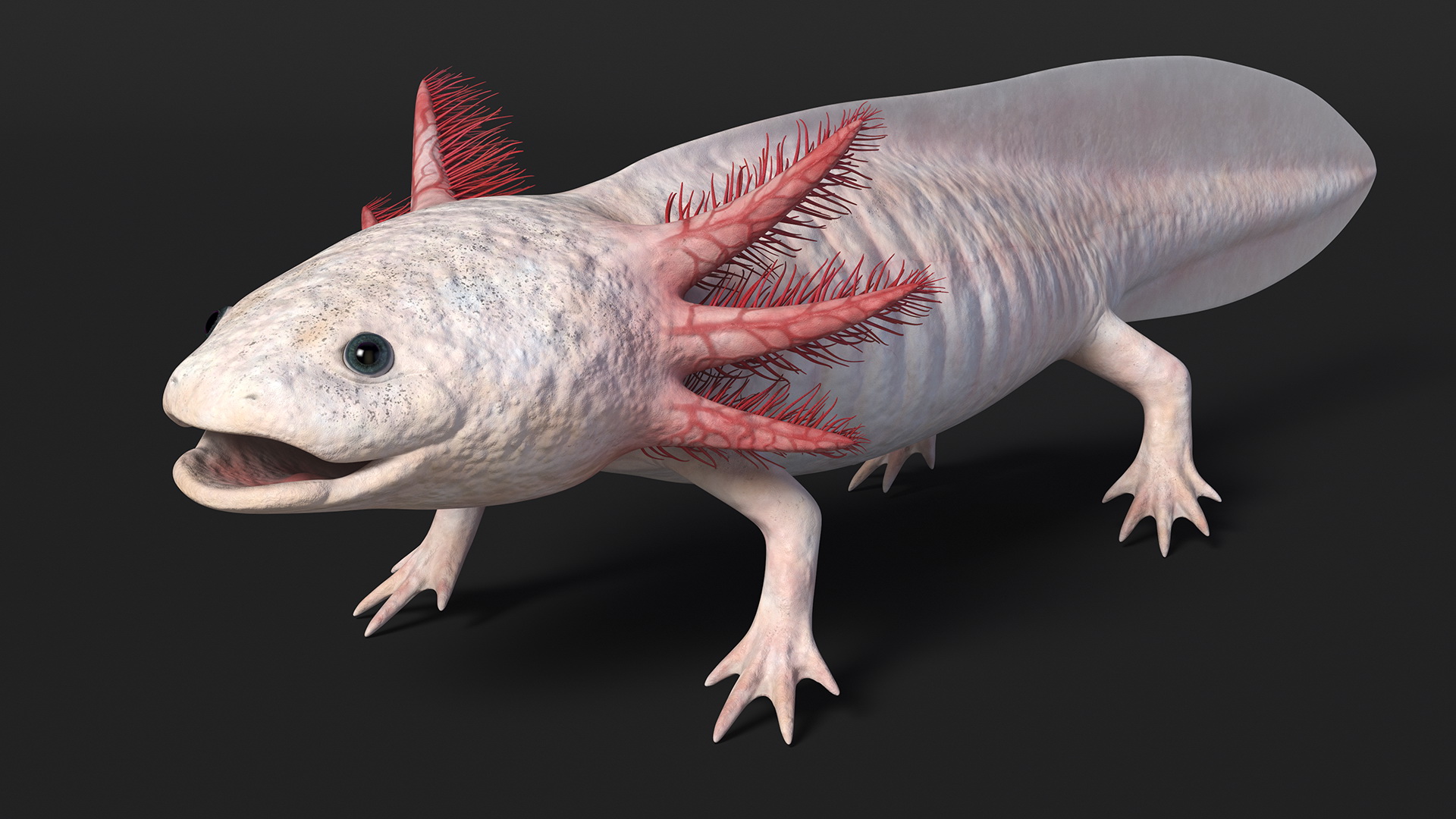 3D Axolotl Albino Rigged