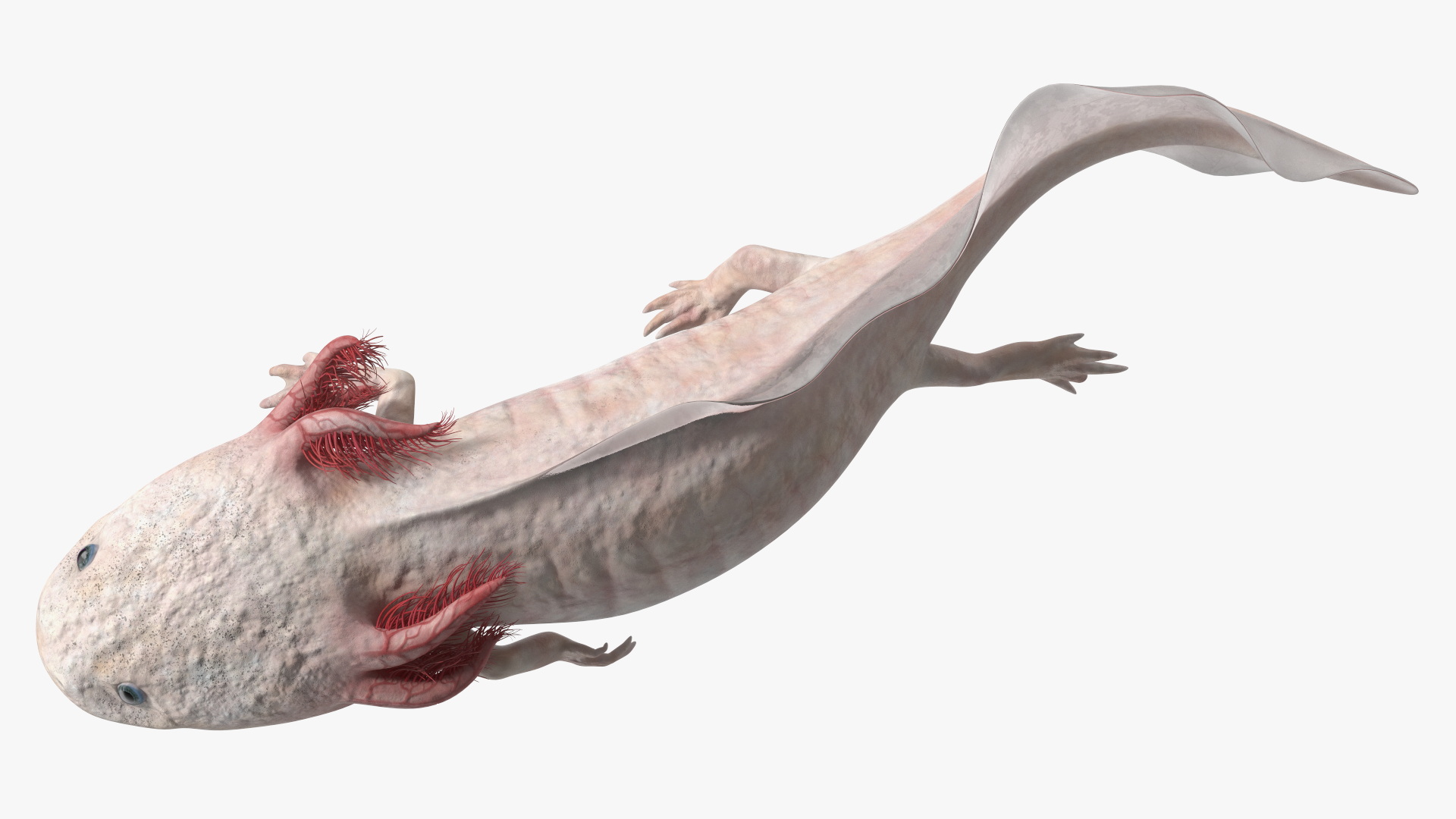 3D Axolotl Albino Rigged