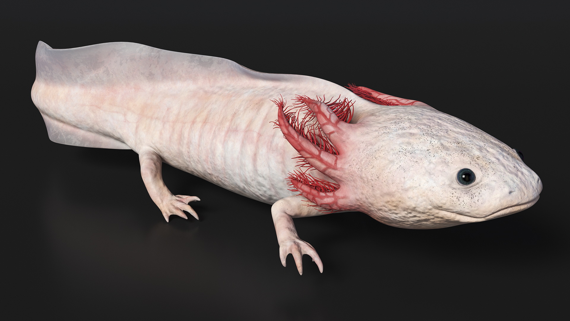3D Axolotl Albino Rigged