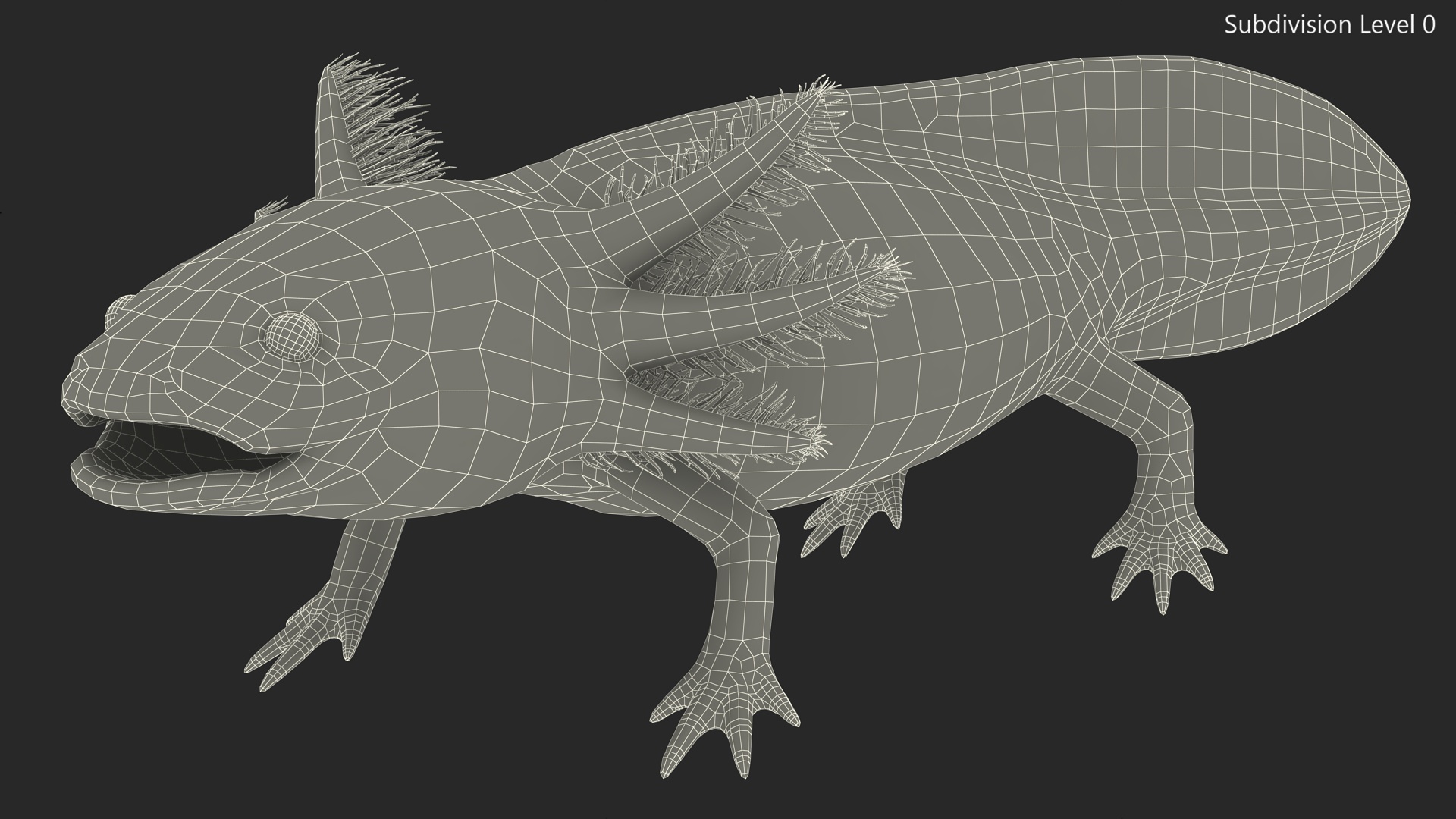 3D Axolotl Albino Rigged