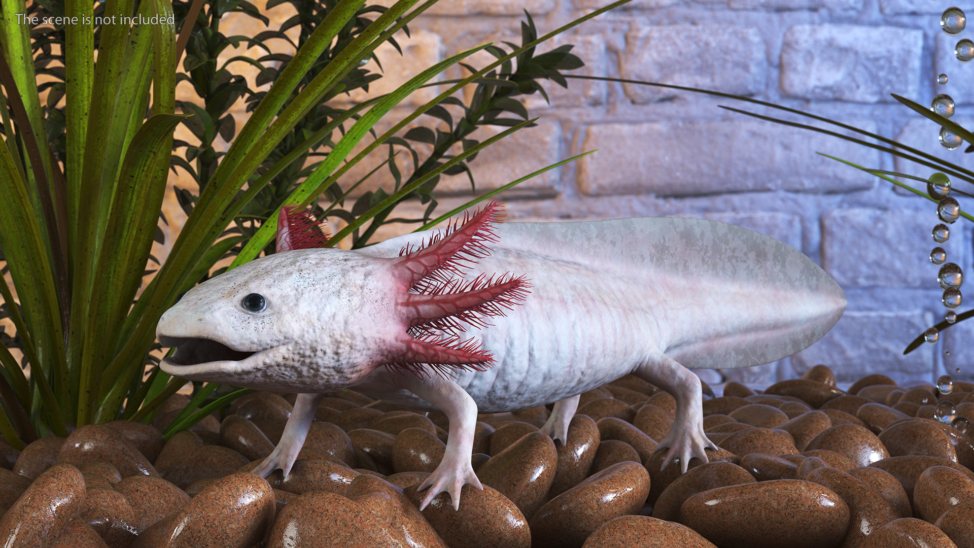 3D Axolotl Albino Rigged