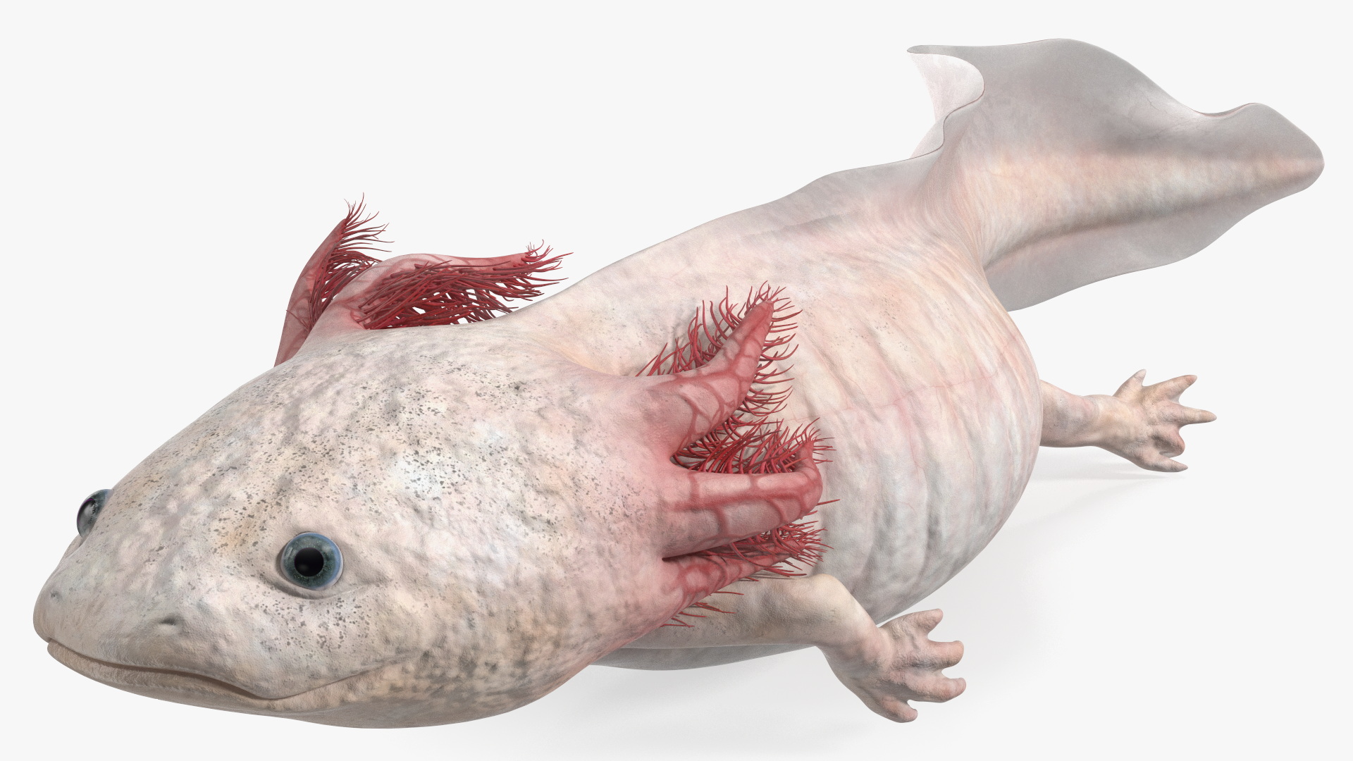 3D Axolotl Albino Rigged