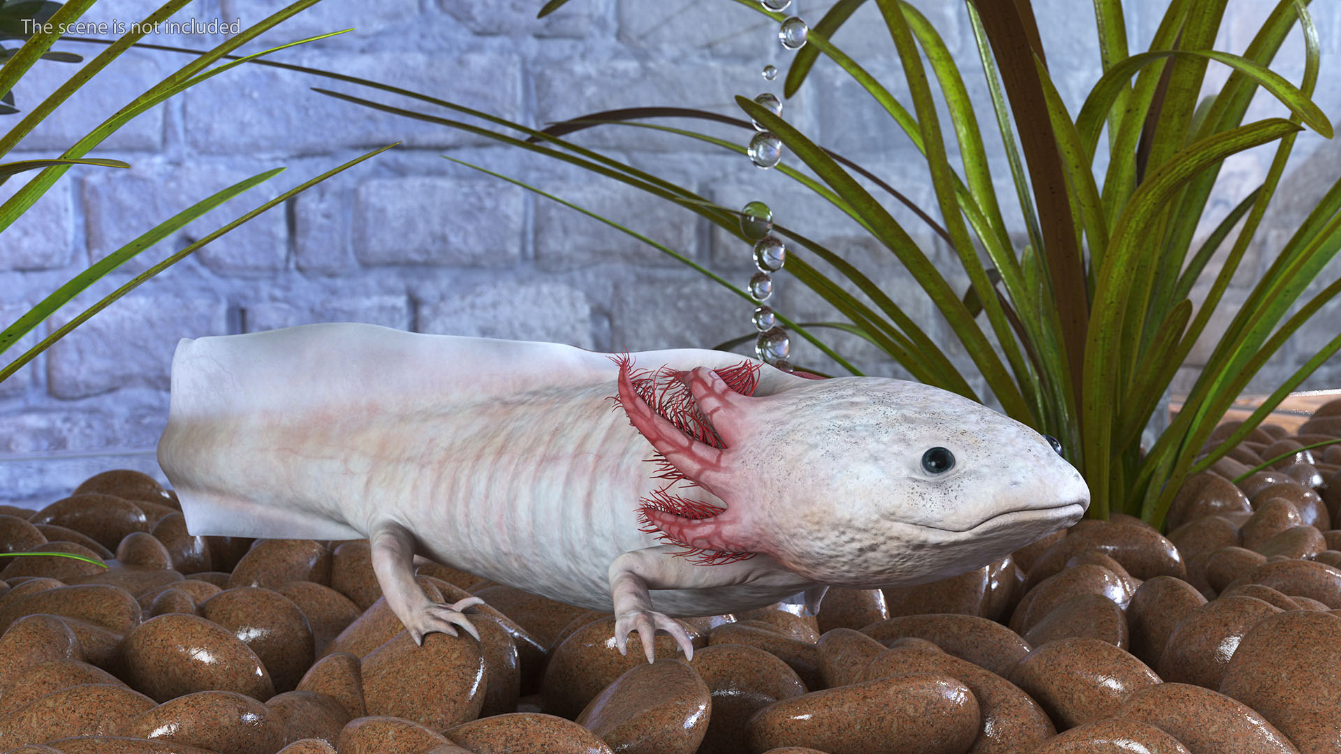 3D Axolotl Albino Rigged