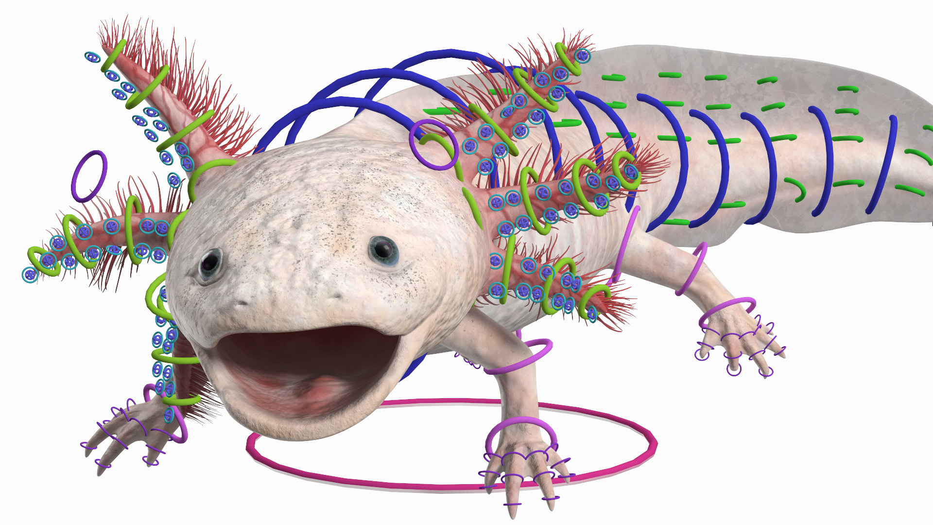 3D Axolotl Albino Rigged