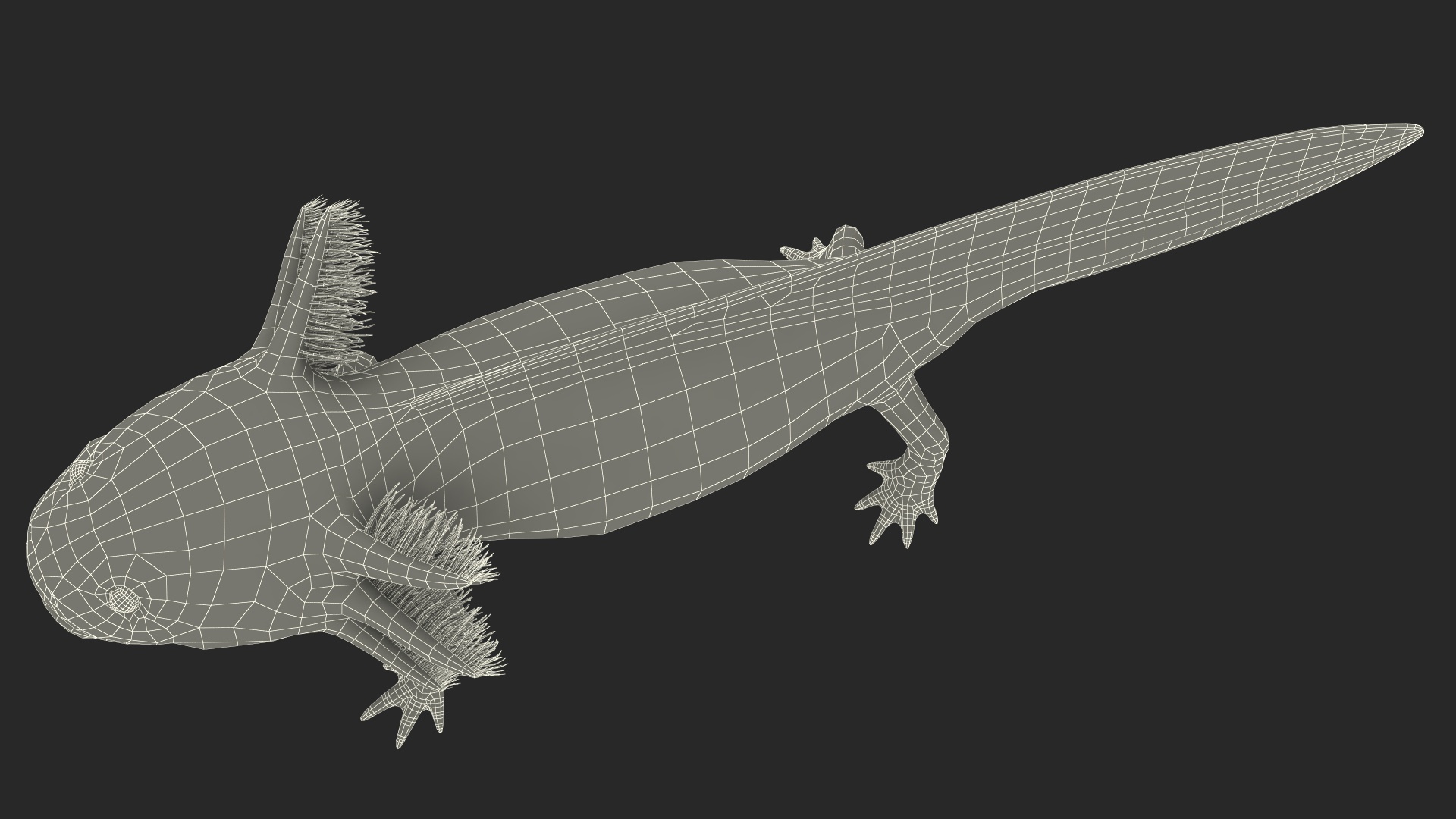 3D Axolotl Albino Rigged