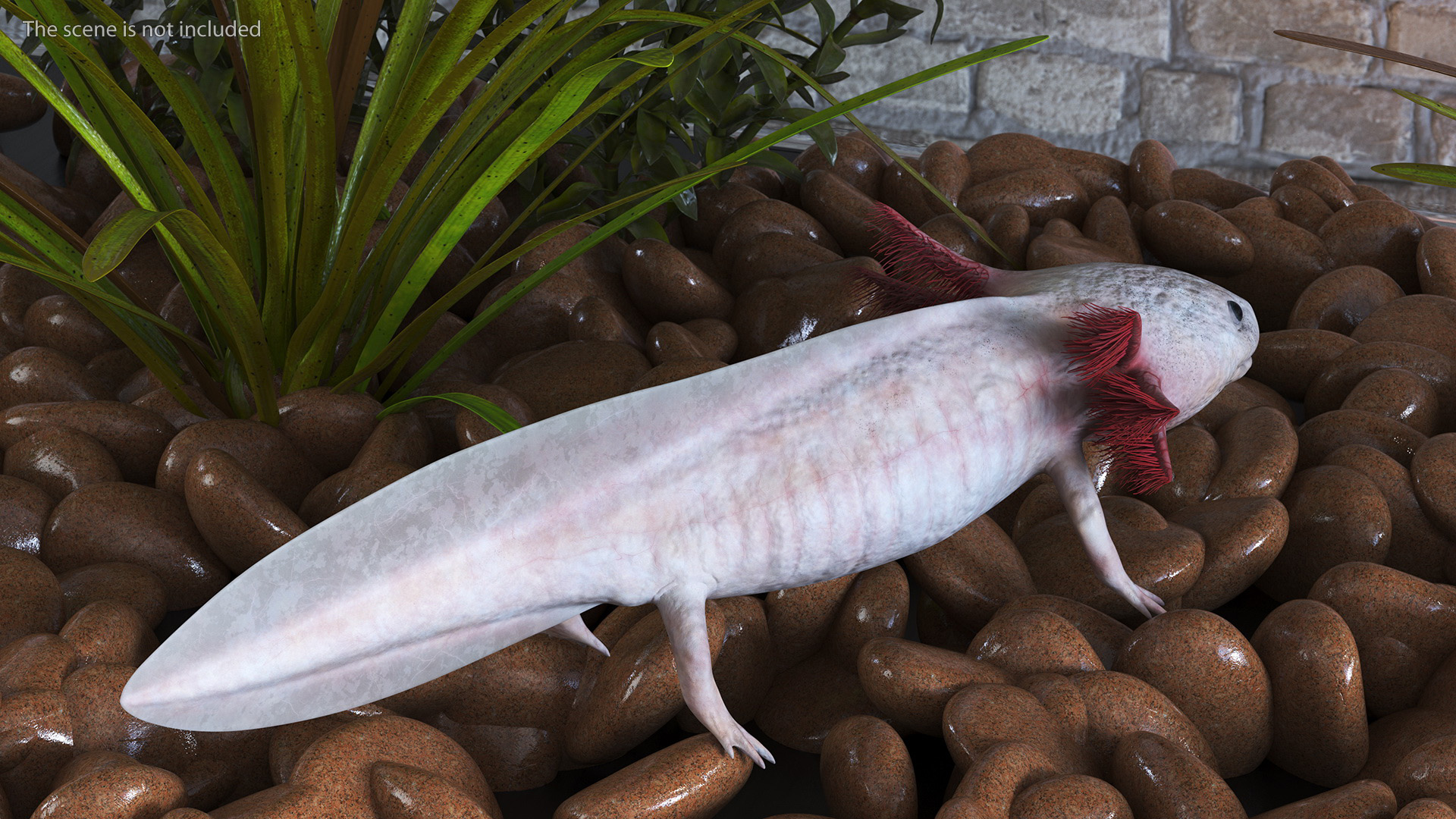 3D Axolotl Albino Rigged