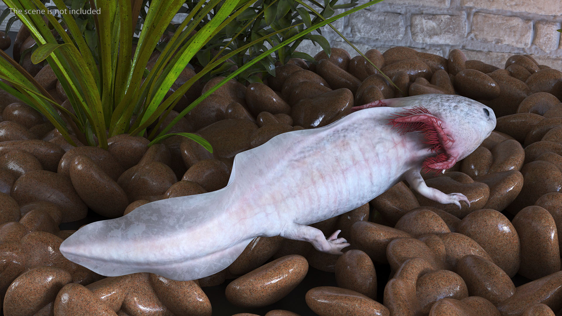 3D Axolotl Albino Rigged