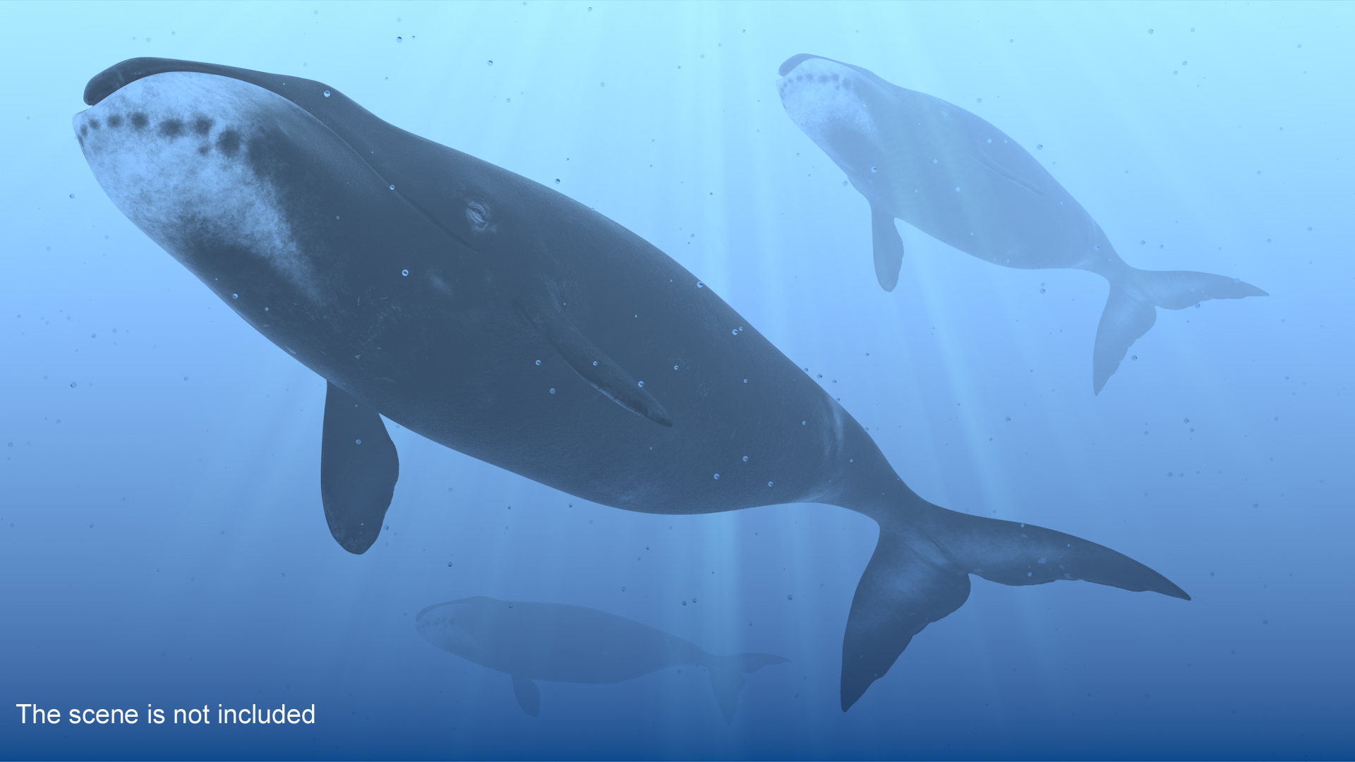 3D Bowhead Whale model