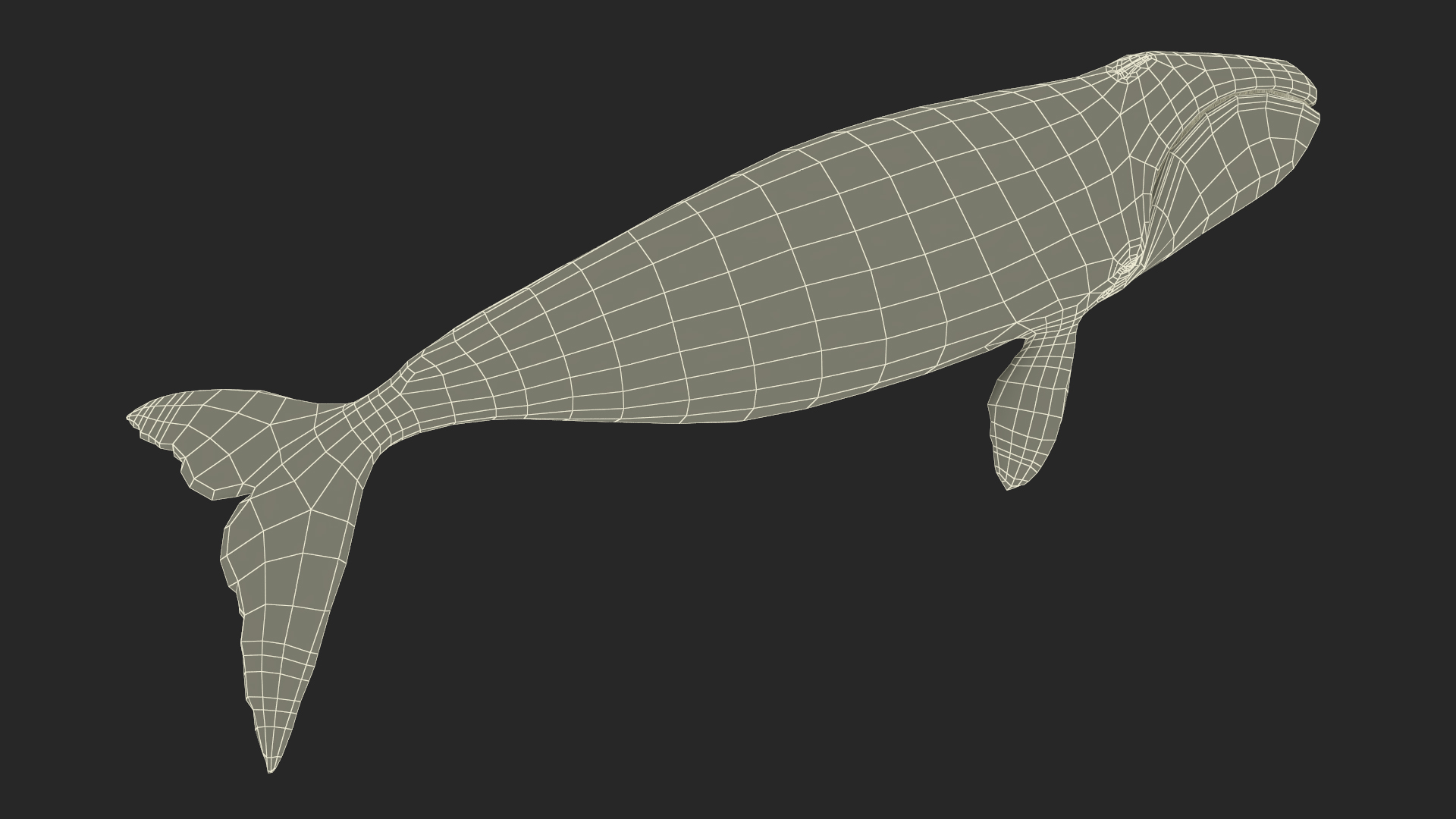 3D Bowhead Whale model